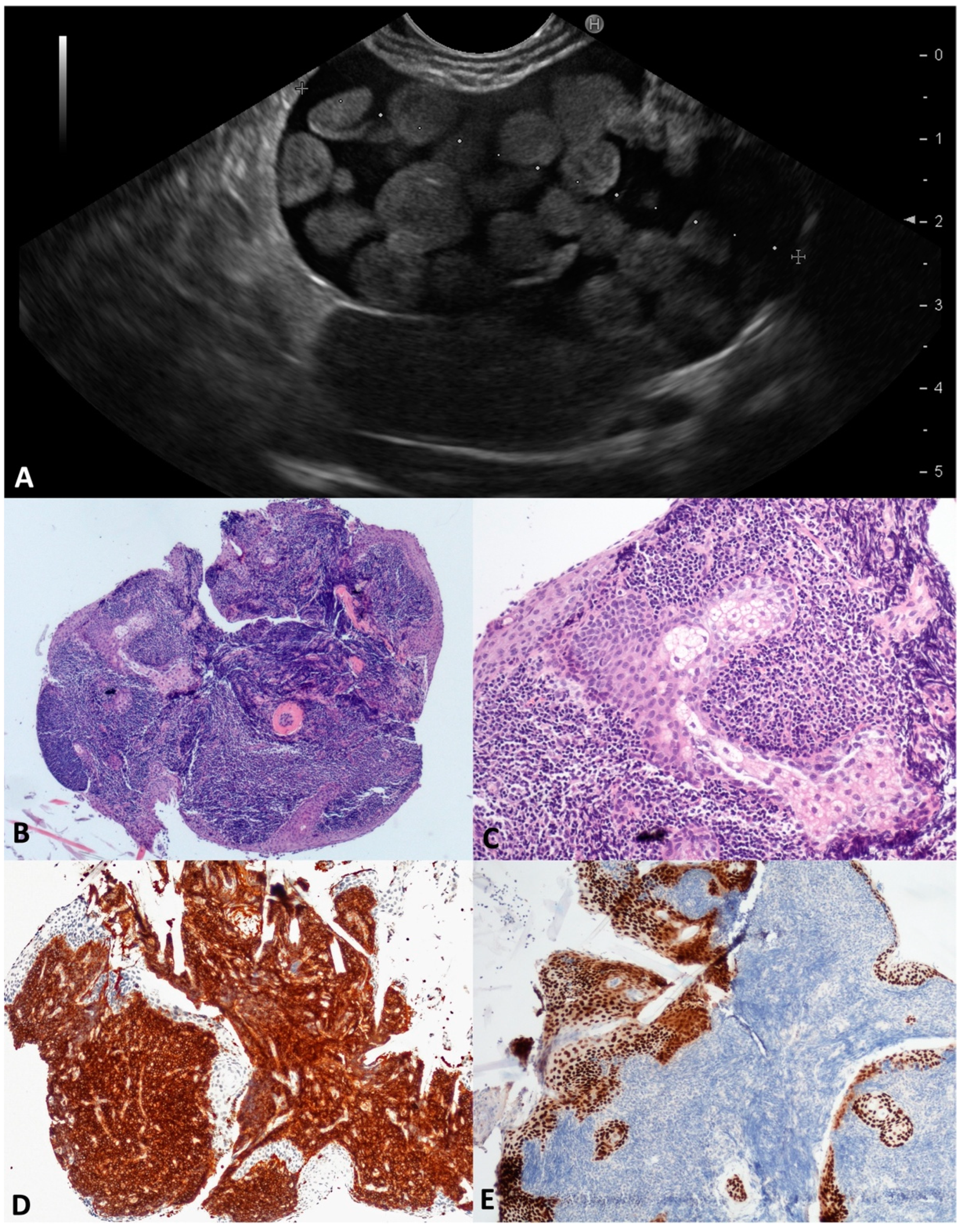 Diagnostics 13 03663 g006