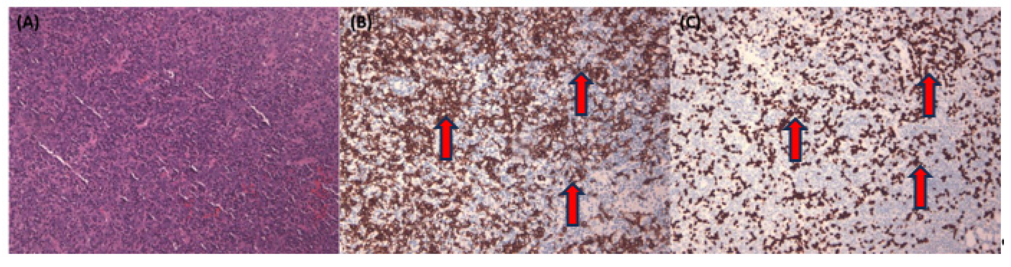 Diagnostics 13 03685 g003