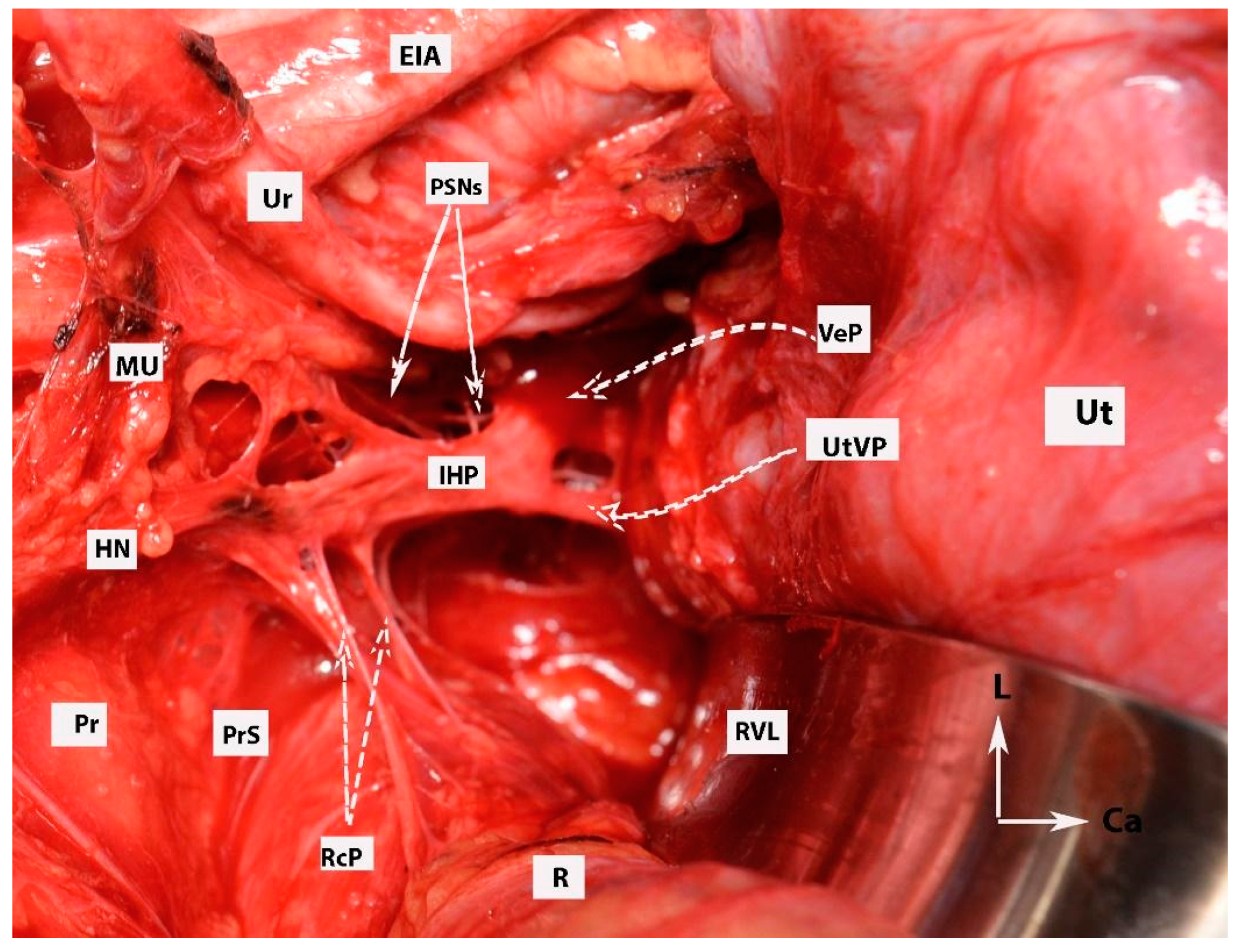 Diagnostics 14 00083 g006