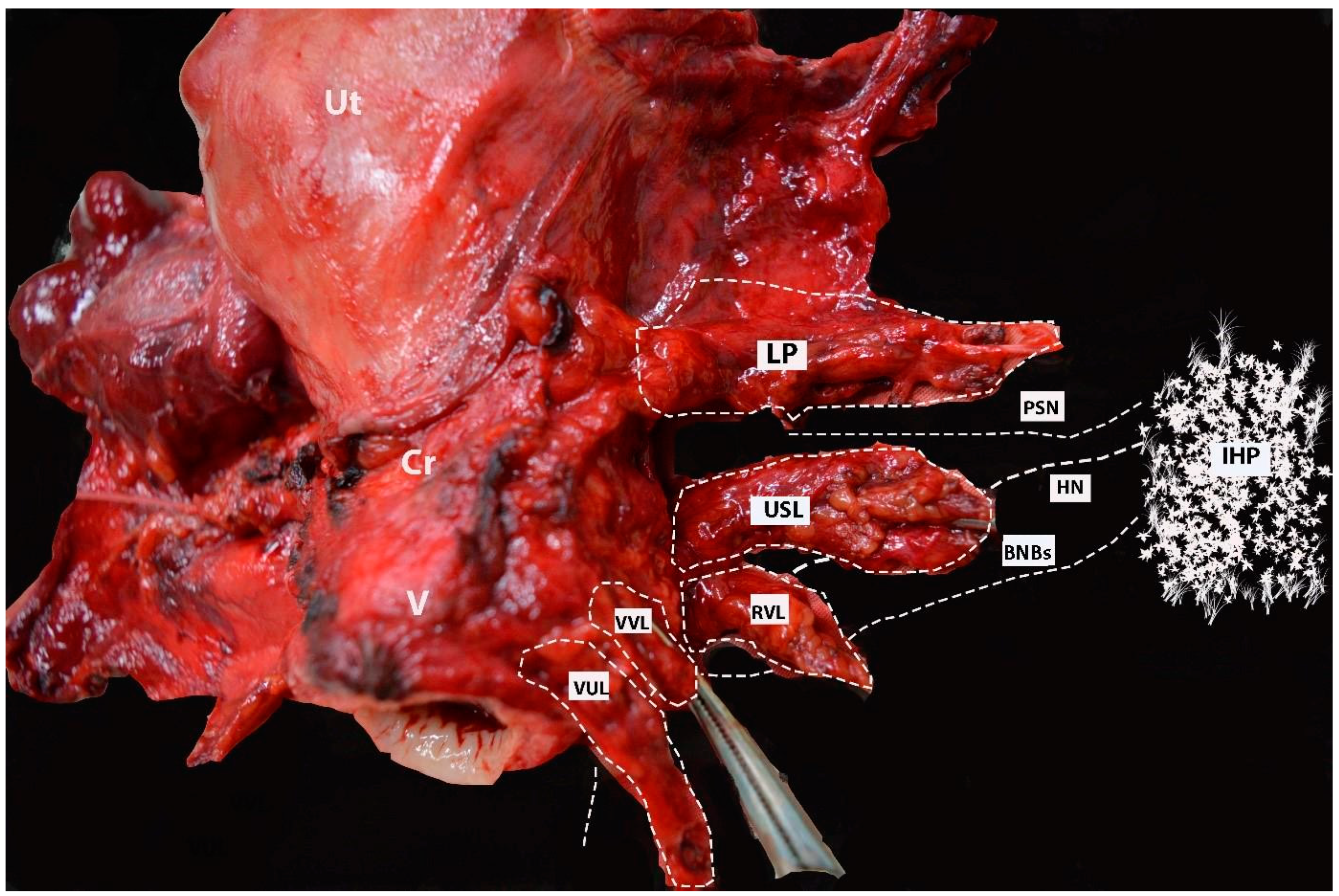 Diagnostics 14 00083 g017