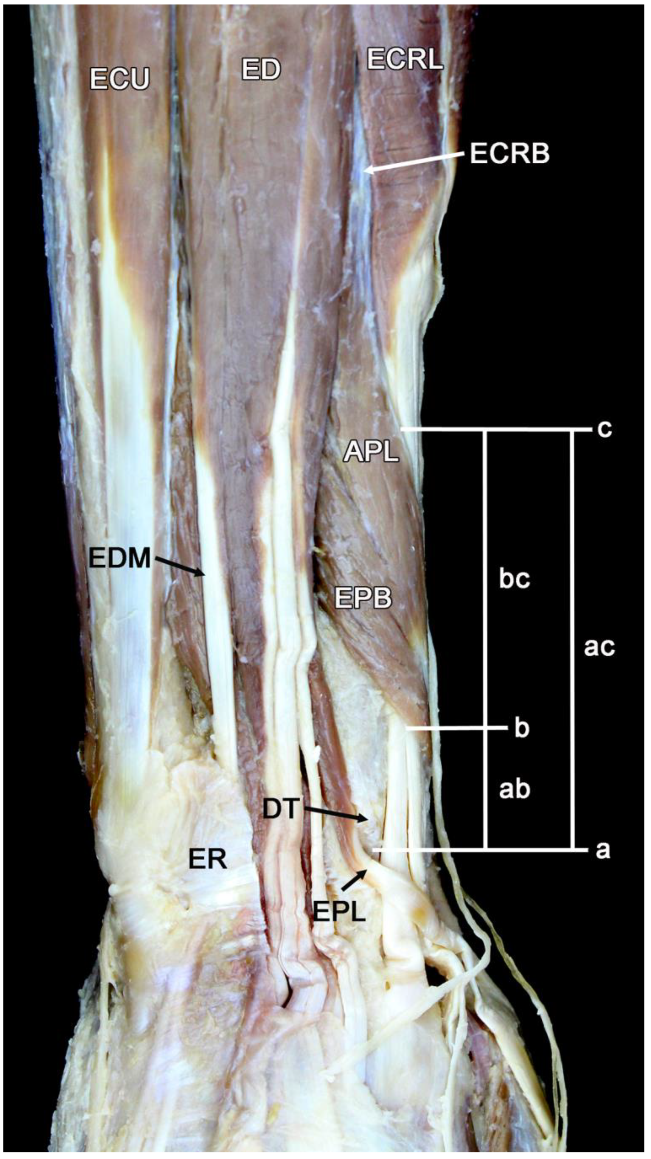 Diagnostics 14 00116 g003