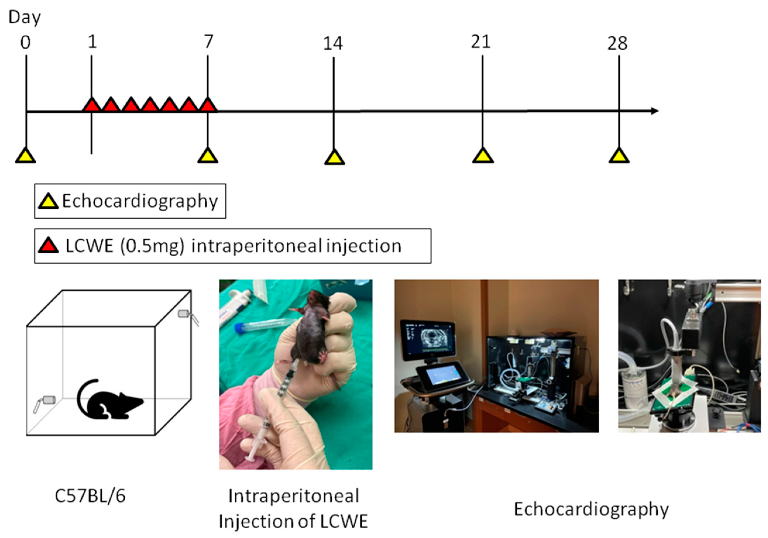 Diagnostics 14 00145 g001
