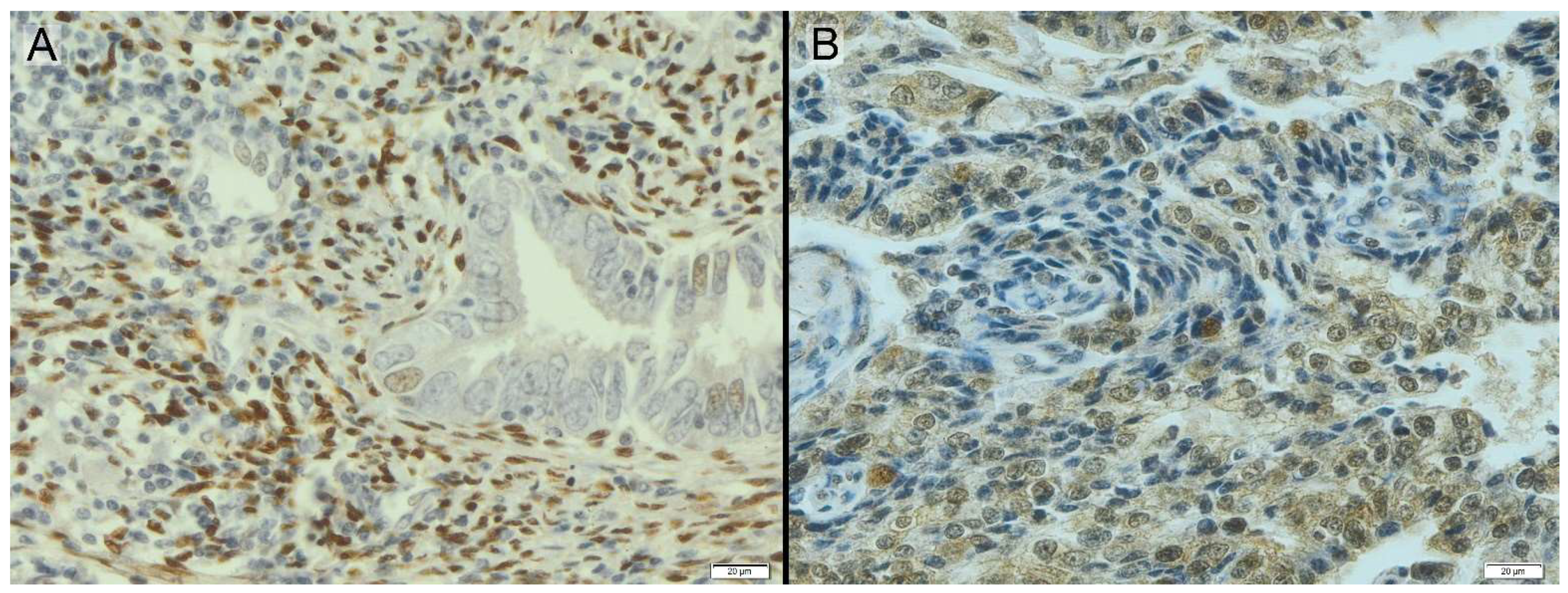 Diagnostics 14 00322 g003