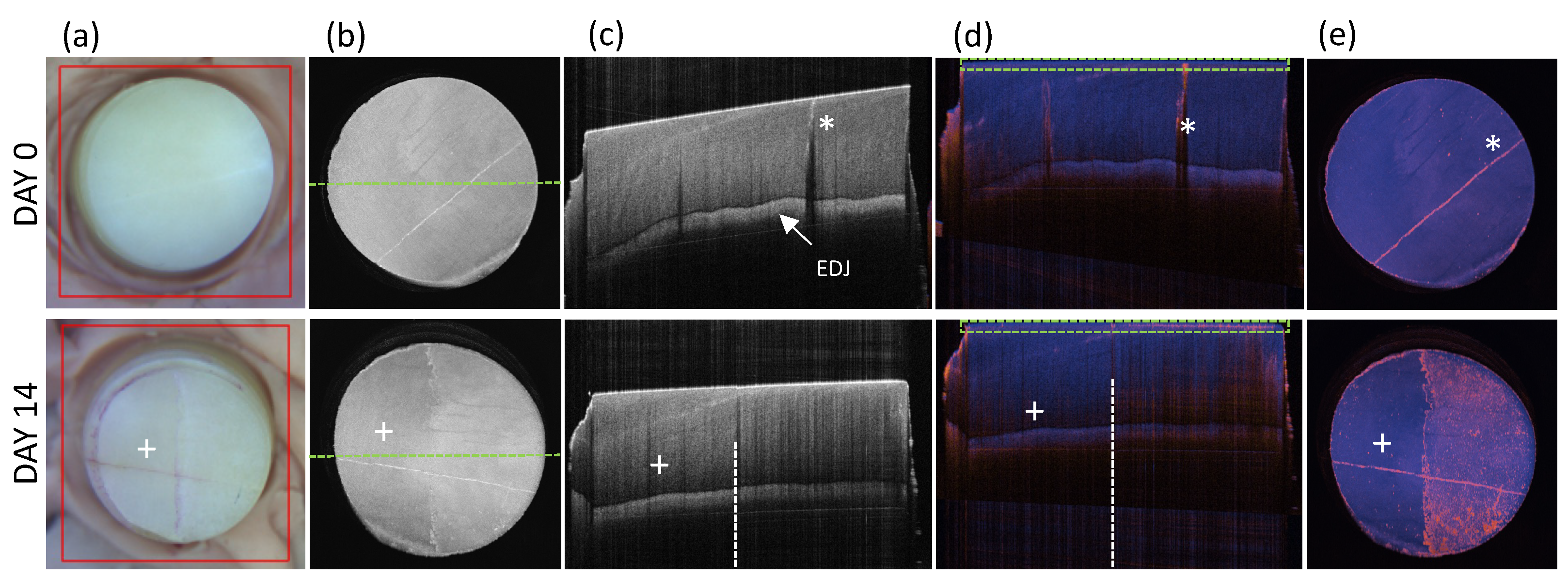 Diagnostics 14 00367 g003