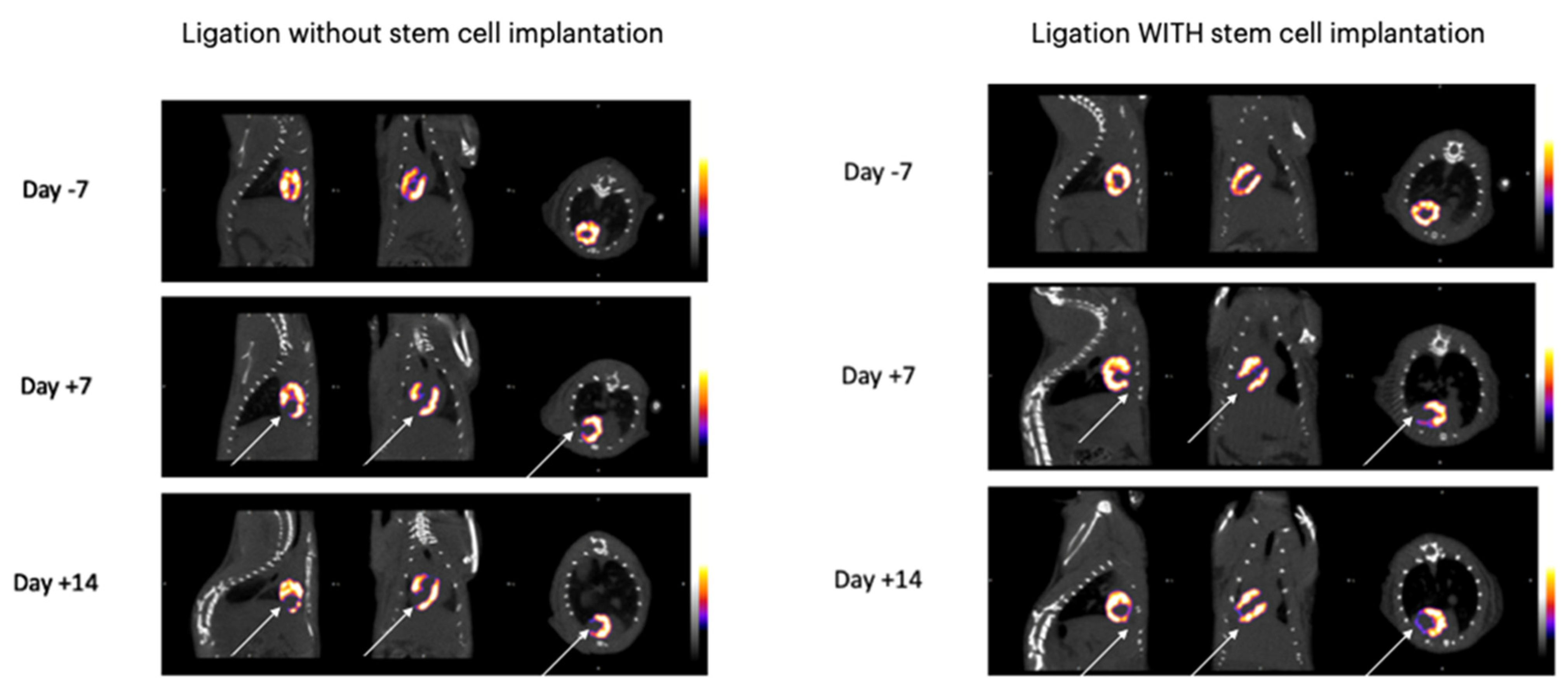 Diagnostics 14 00401 g003