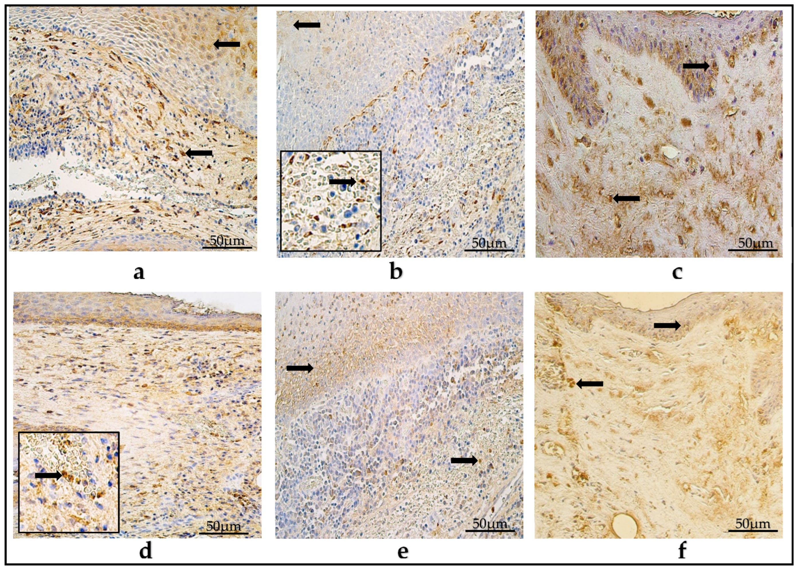 Diagnostics 14 00662 g002