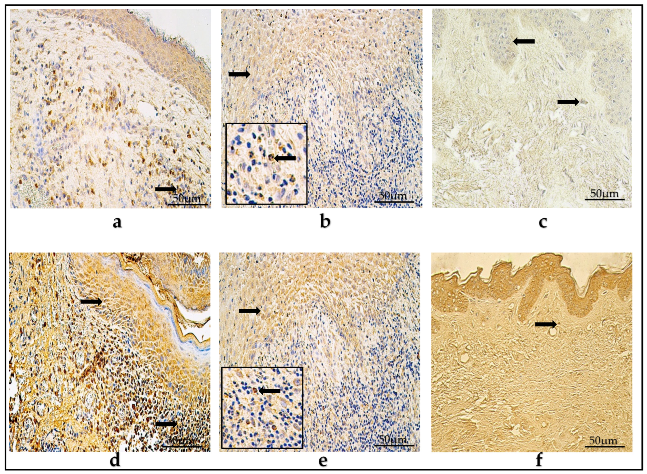 Diagnostics 14 00662 g003