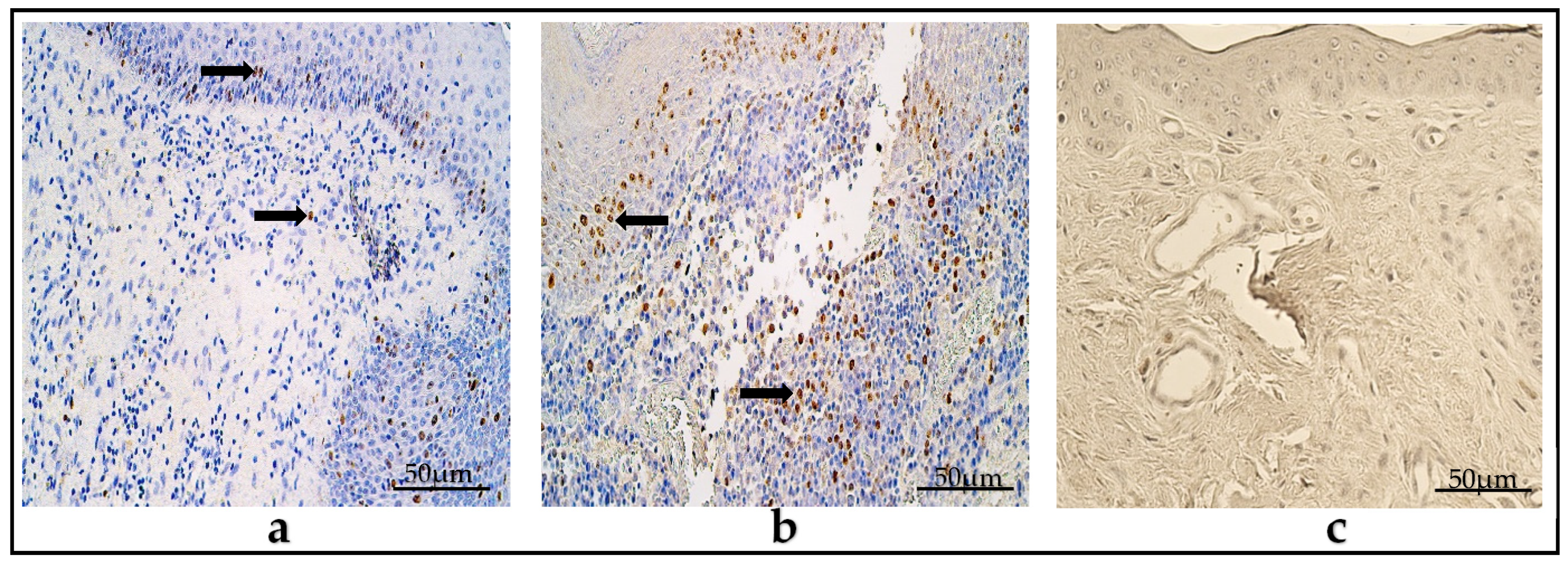 Diagnostics 14 00662 g004