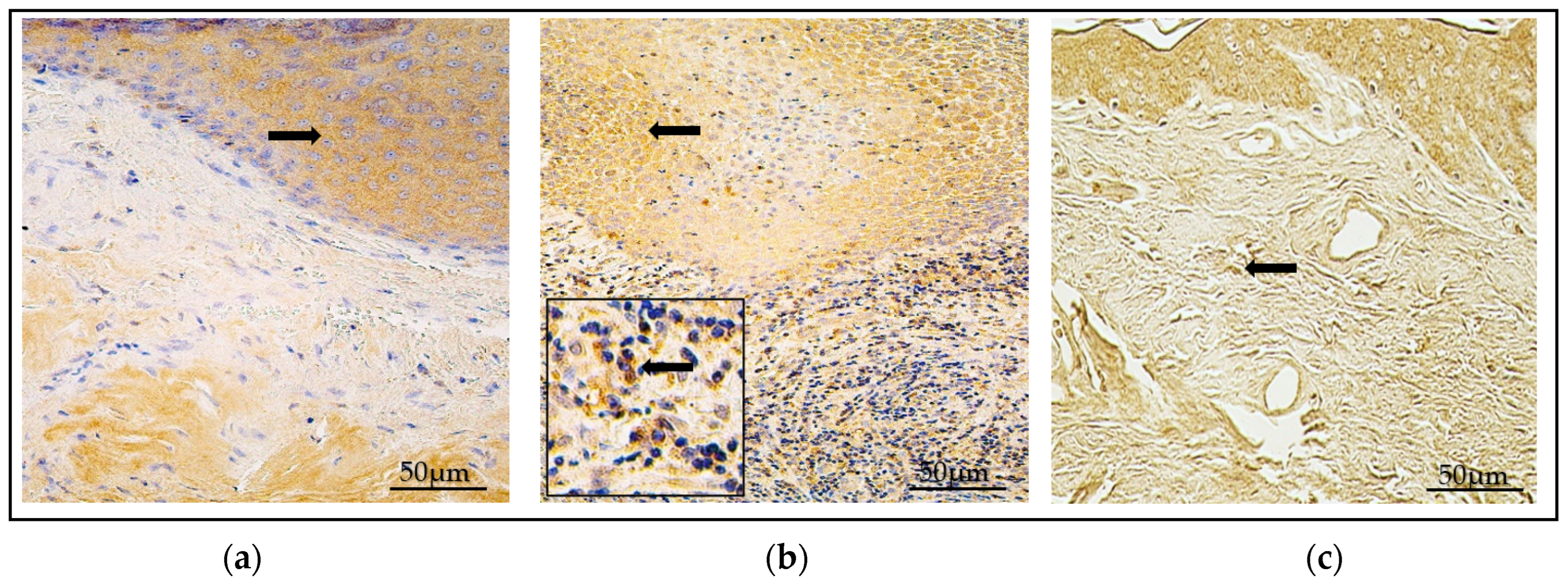 Diagnostics 14 00662 g005