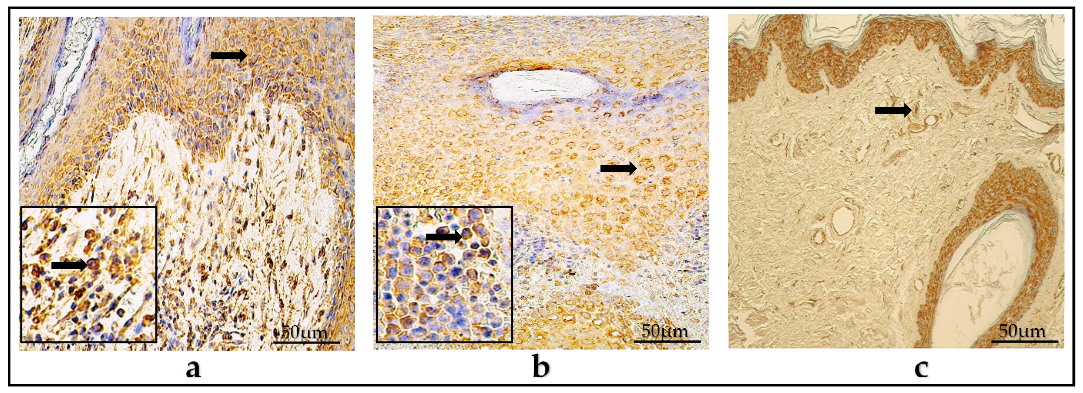 Diagnostics 14 00662 g007