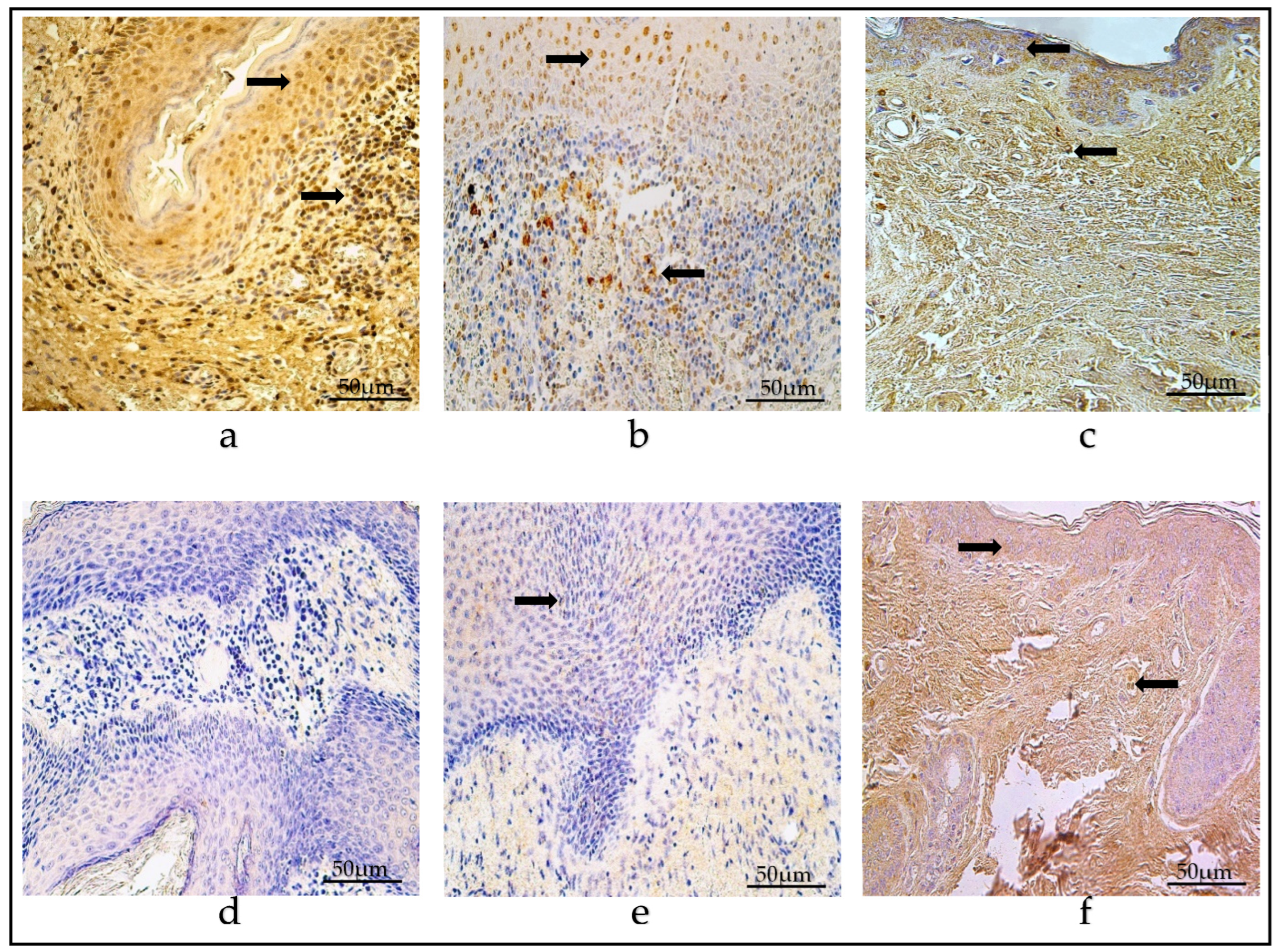 Diagnostics 14 00662 g008
