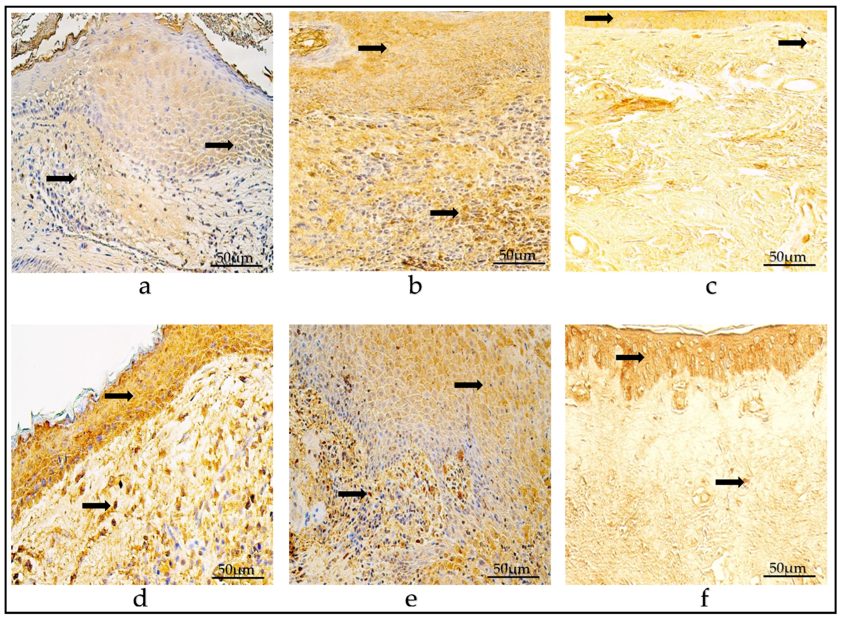 Diagnostics 14 00662 g009