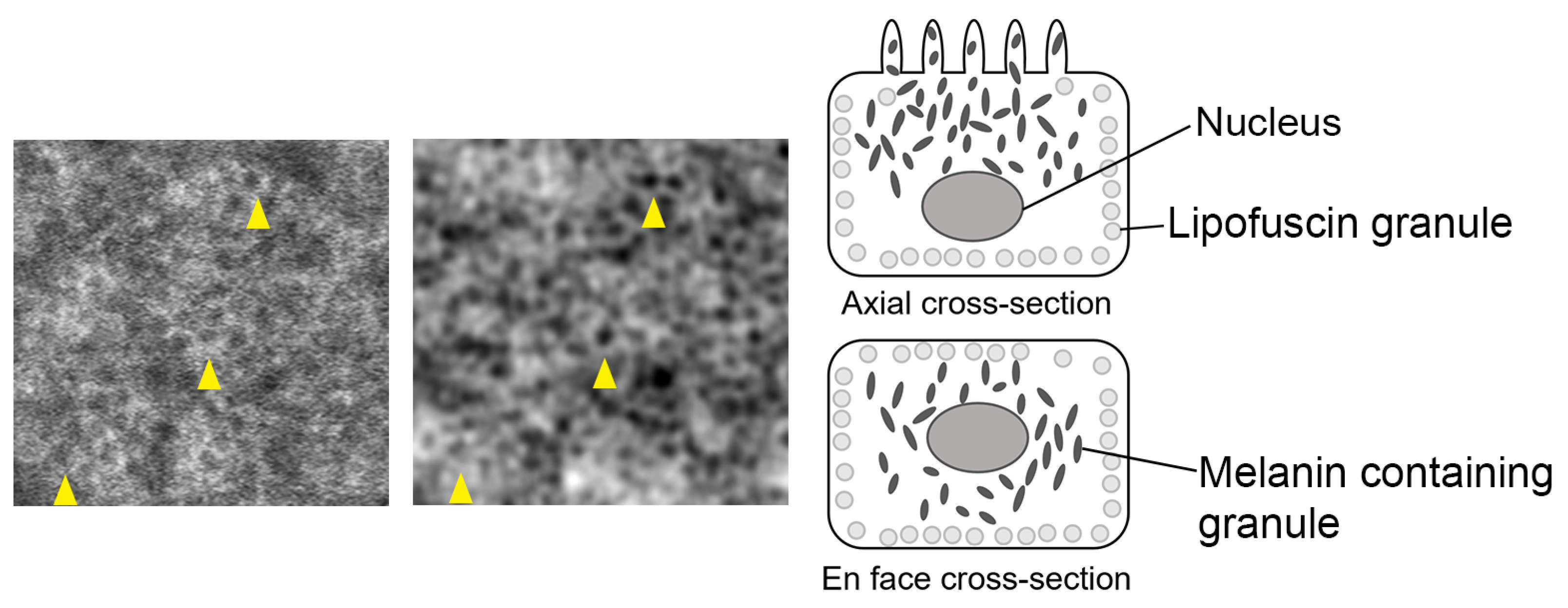 Diagnostics 14 00768 g006