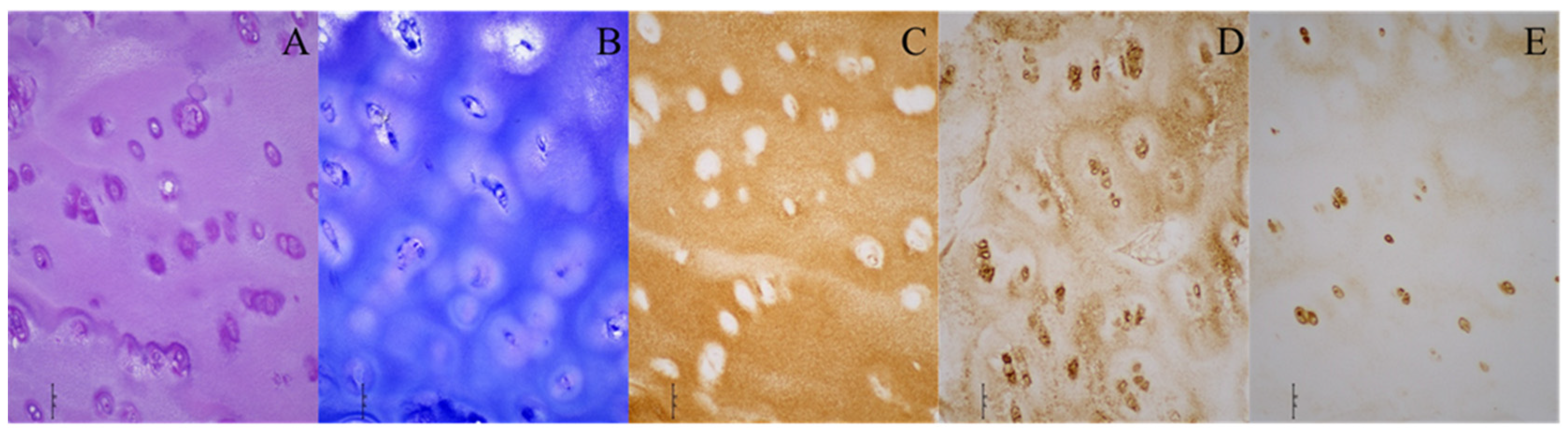 Diagnostics 14 00779 g002