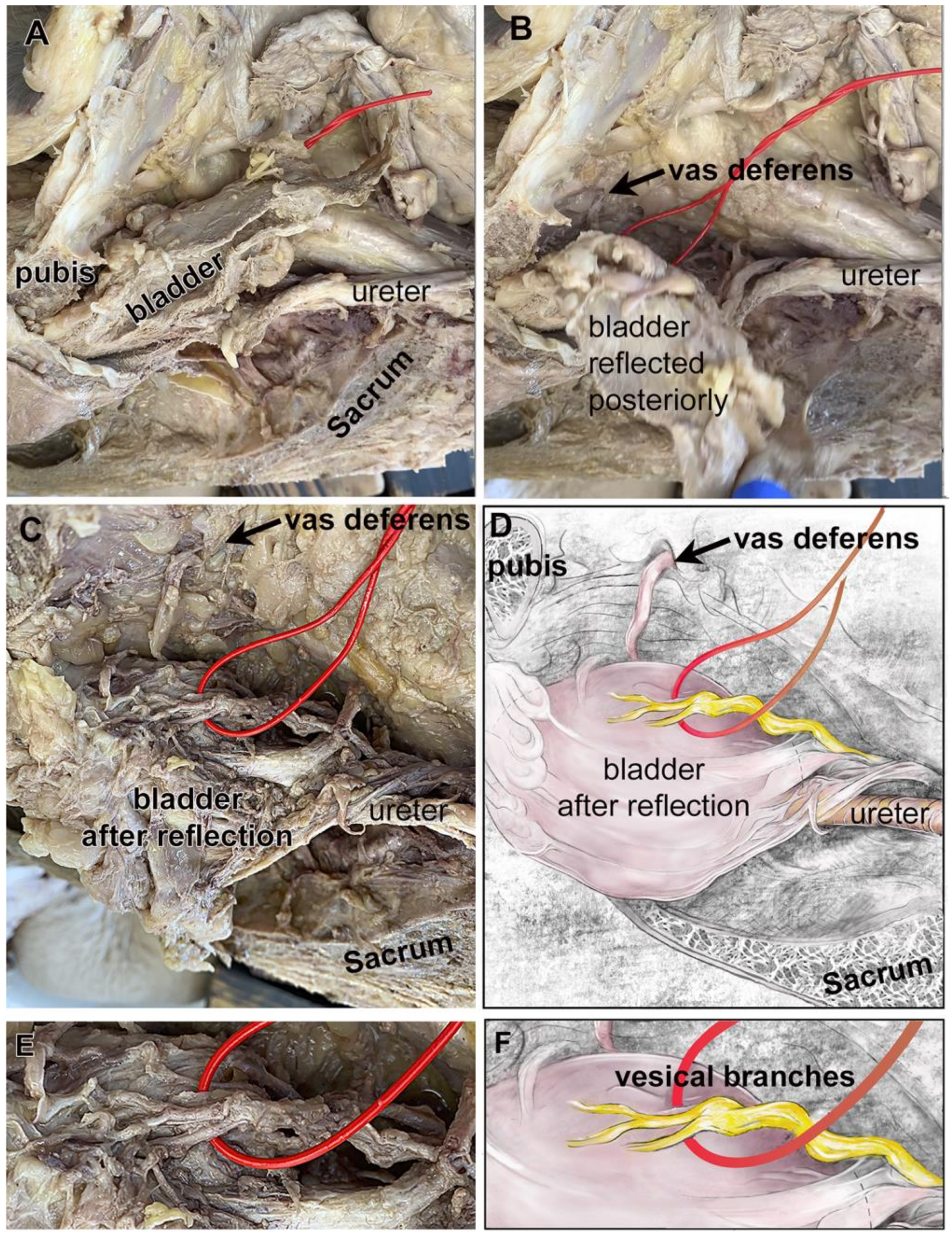 Diagnostics 14 00794 g004