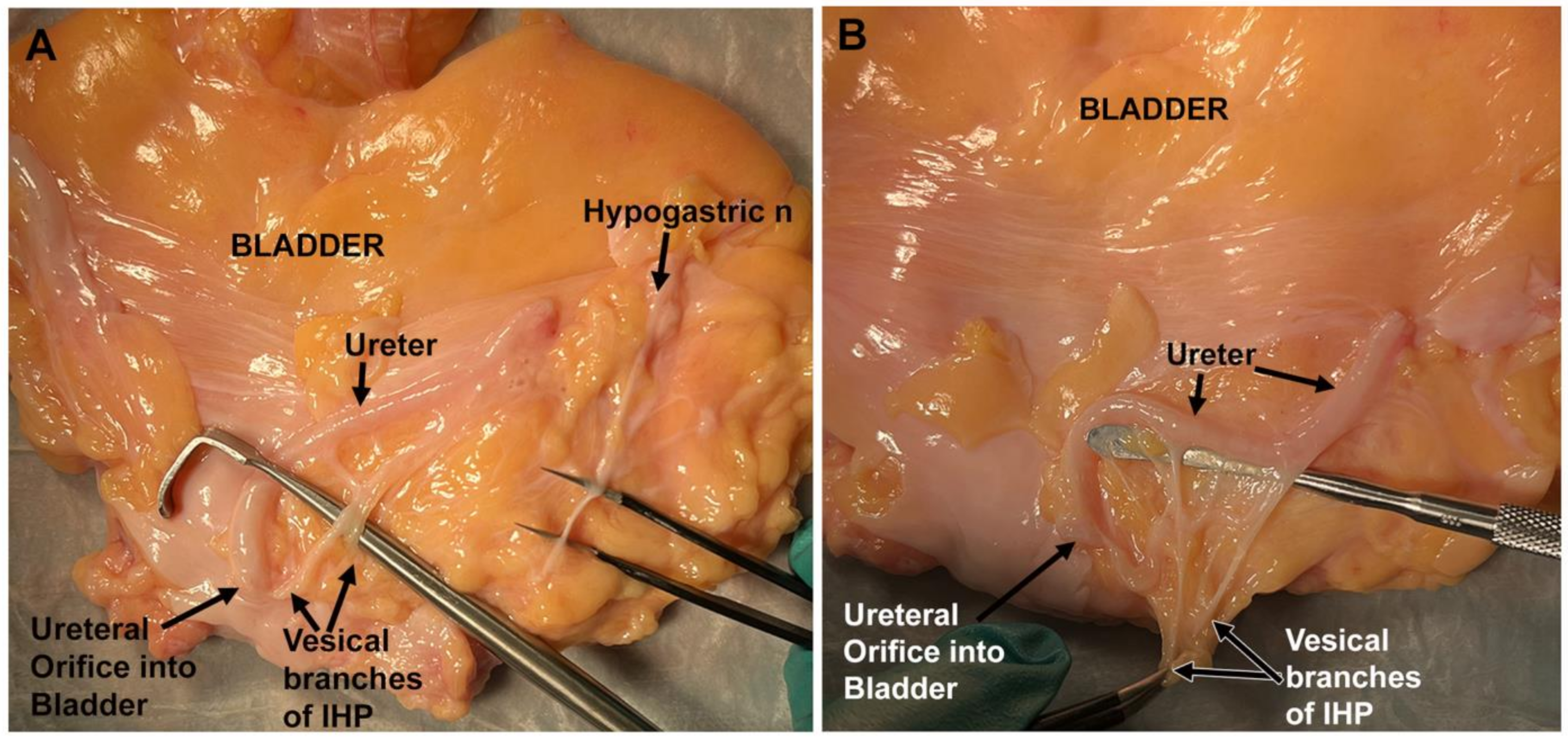 Diagnostics 14 00794 g005