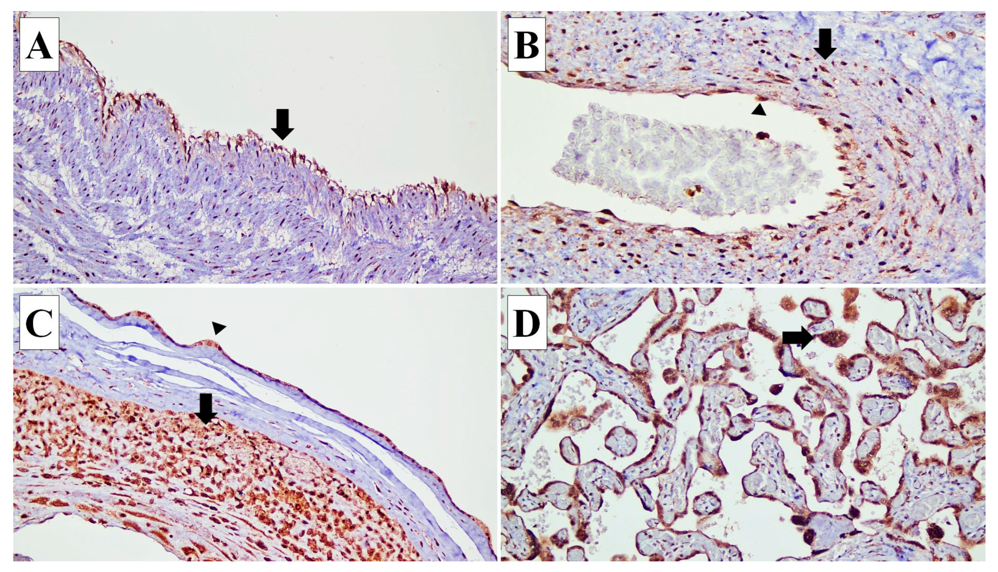Diagnostics 14 00811 g001