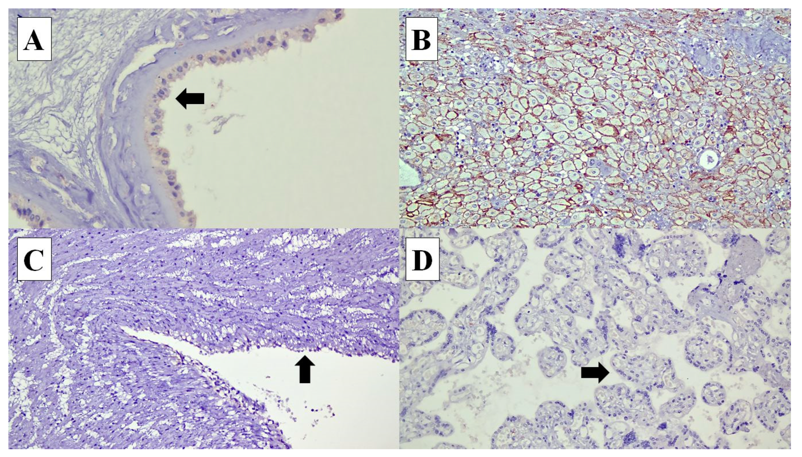 Diagnostics 14 00811 g003
