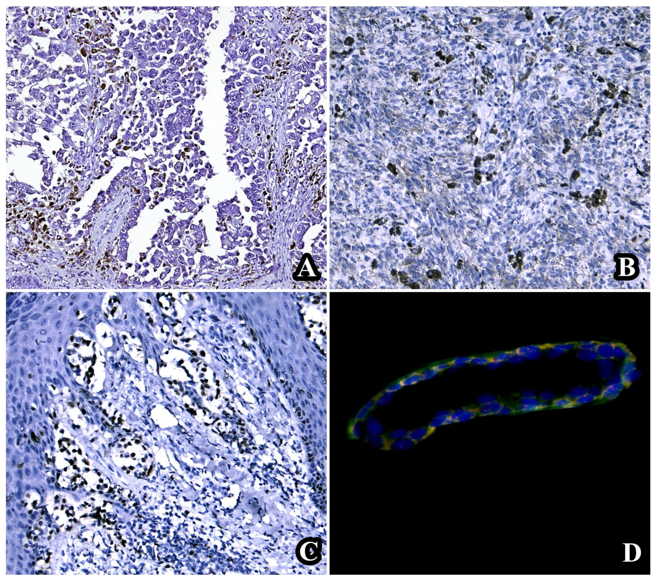 Diagnostics 14 00813 g001