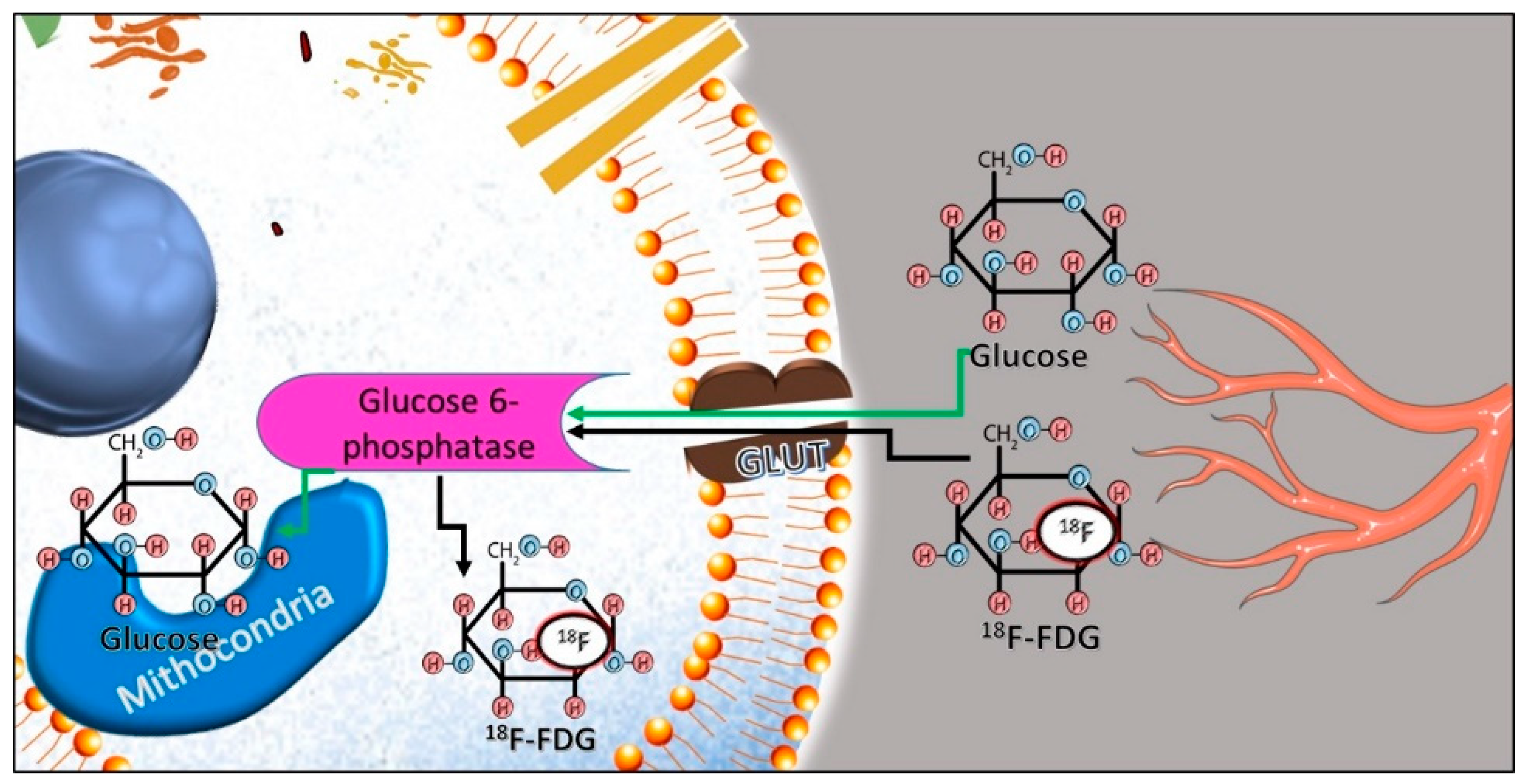 Diagnostics 14 01043 g001 Diagnostics 14 01043 g001