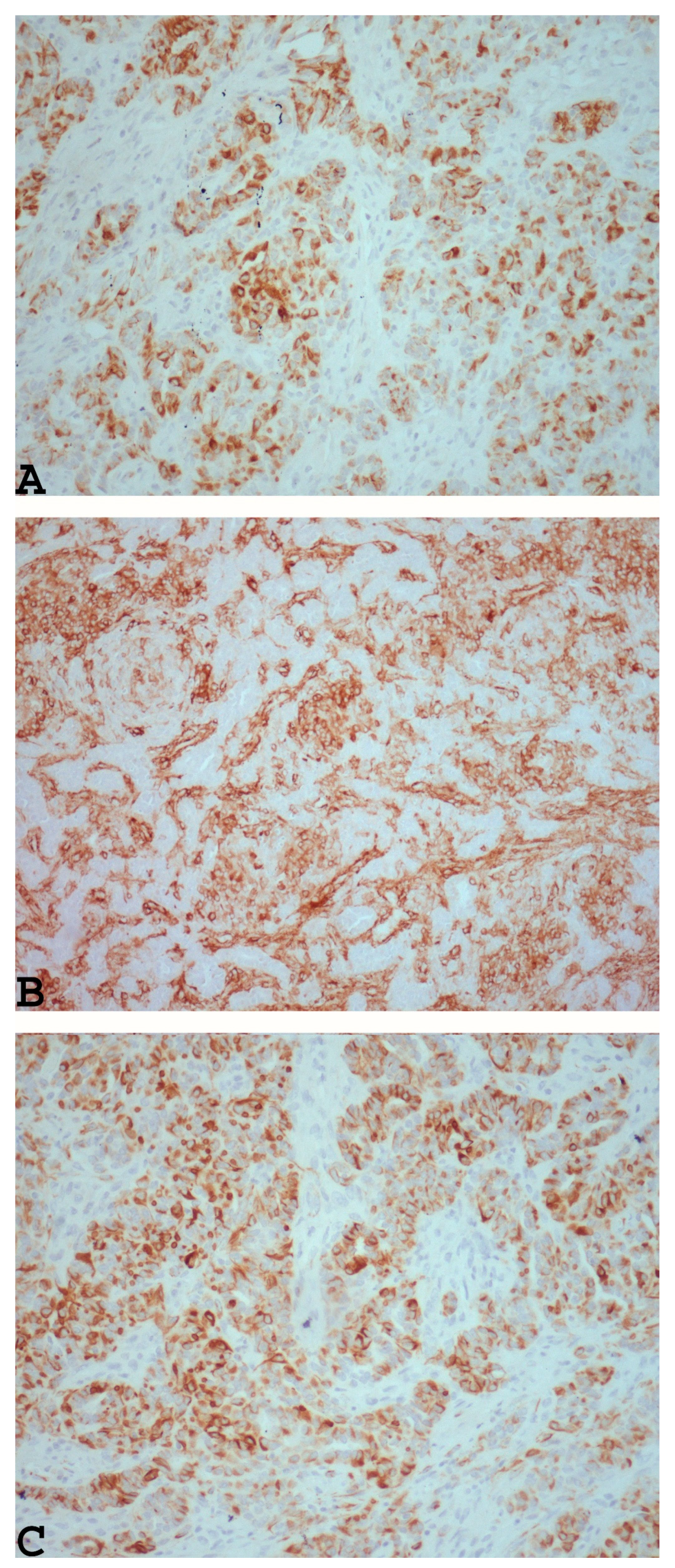 Diagnostics 14 01271 g002