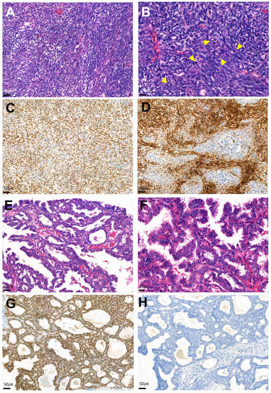 Diagnostics 14 01412 g003