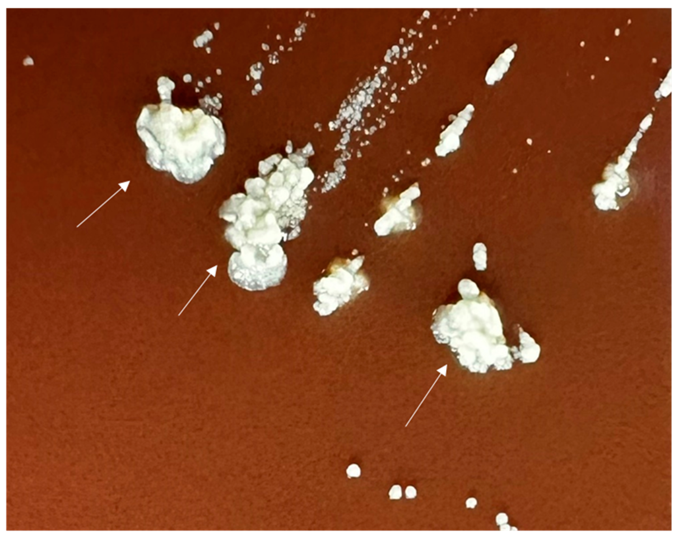 Diagnostics 14 01421 g004