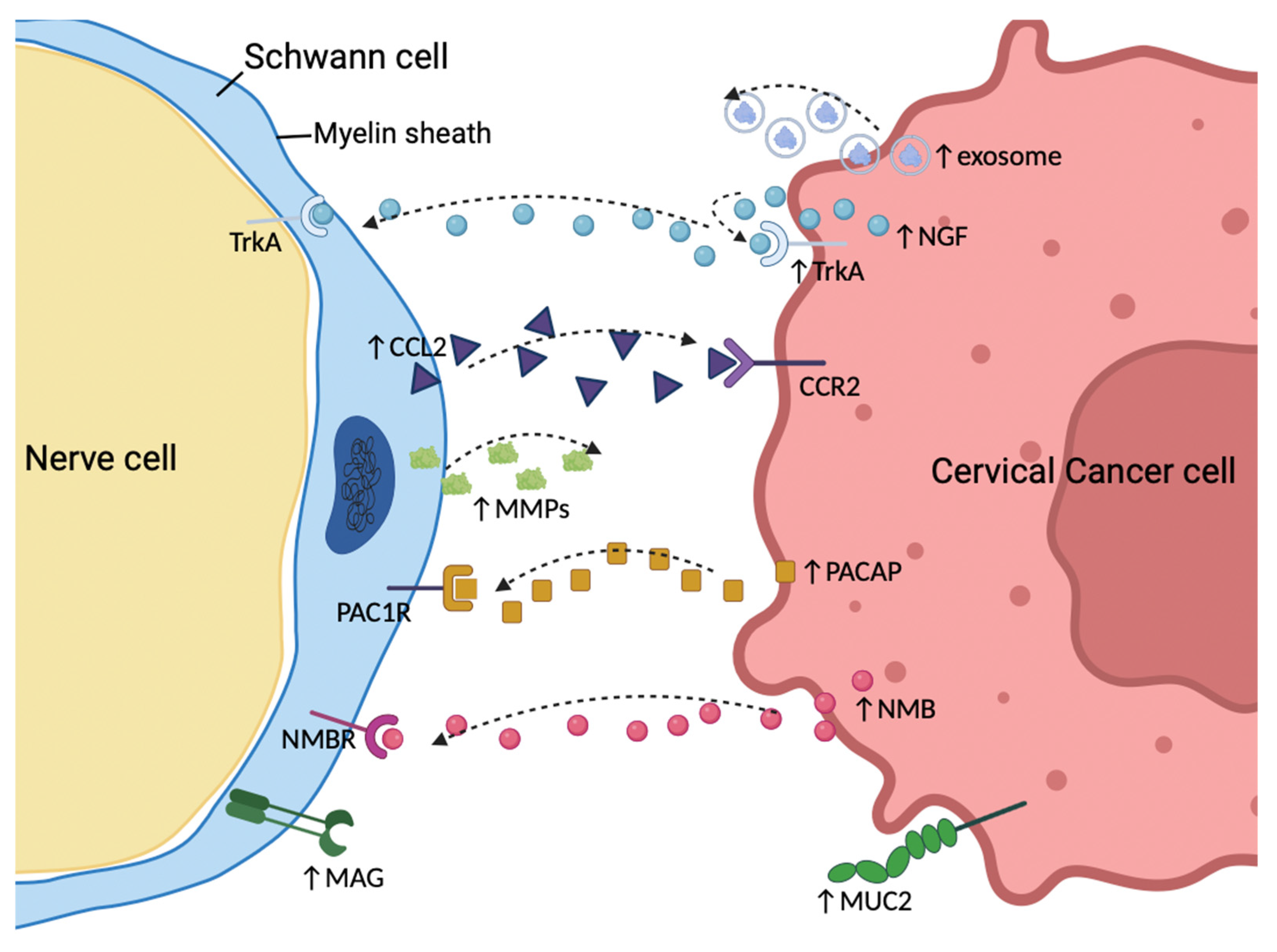Diagnostics 14 01517 g003
