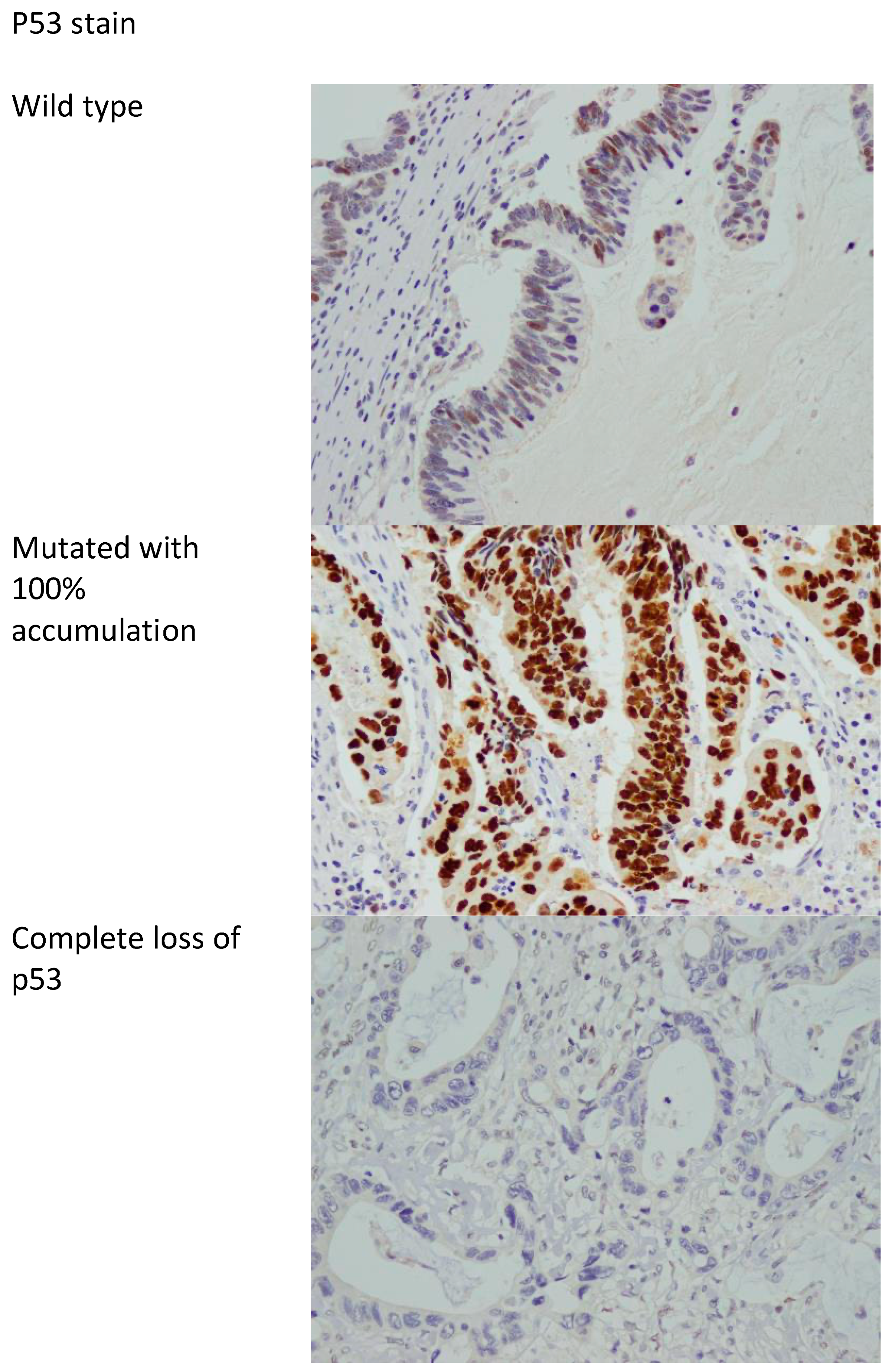 Diagnostics 14 01743 g002