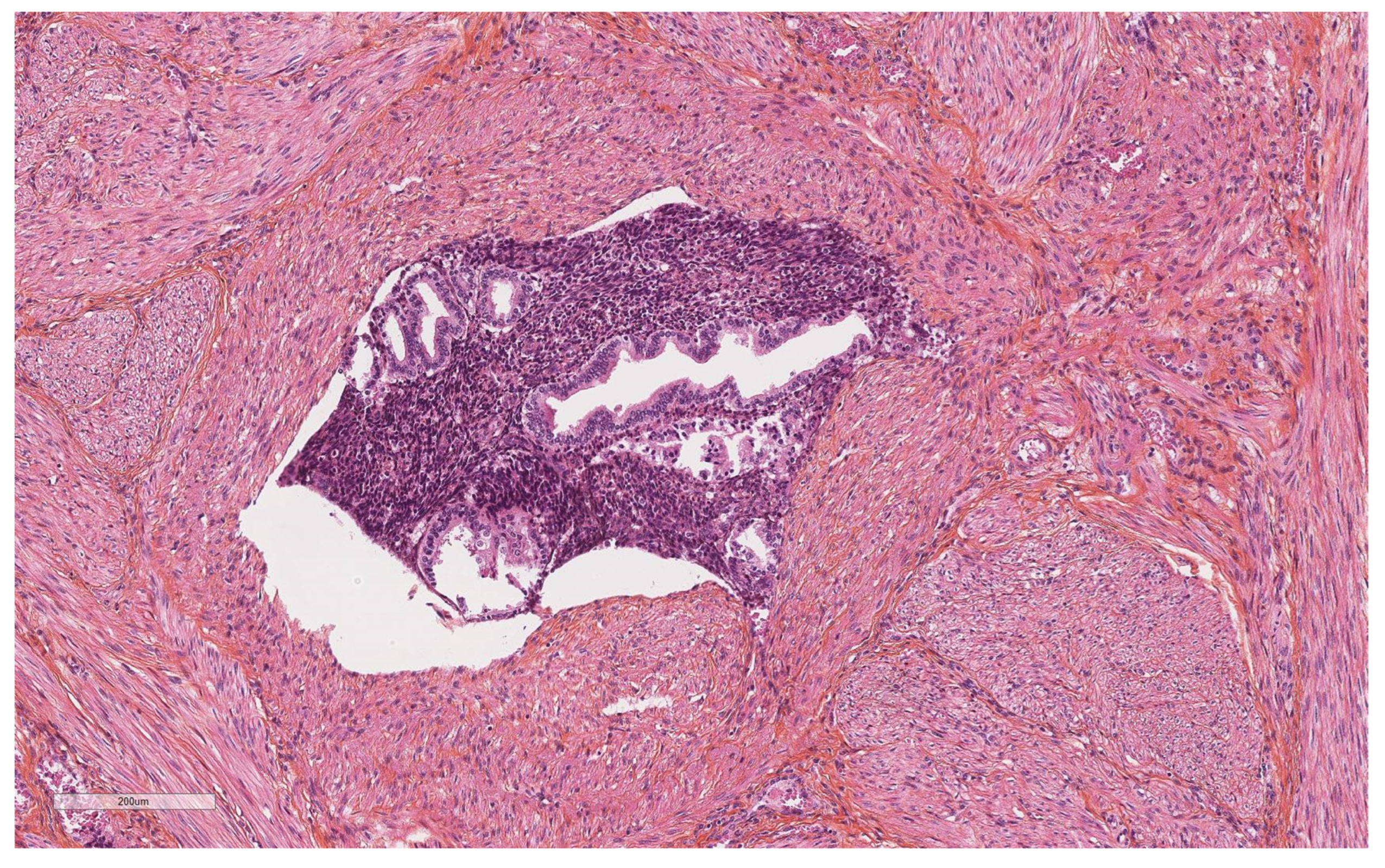 Diagnostics 14 01833 g003