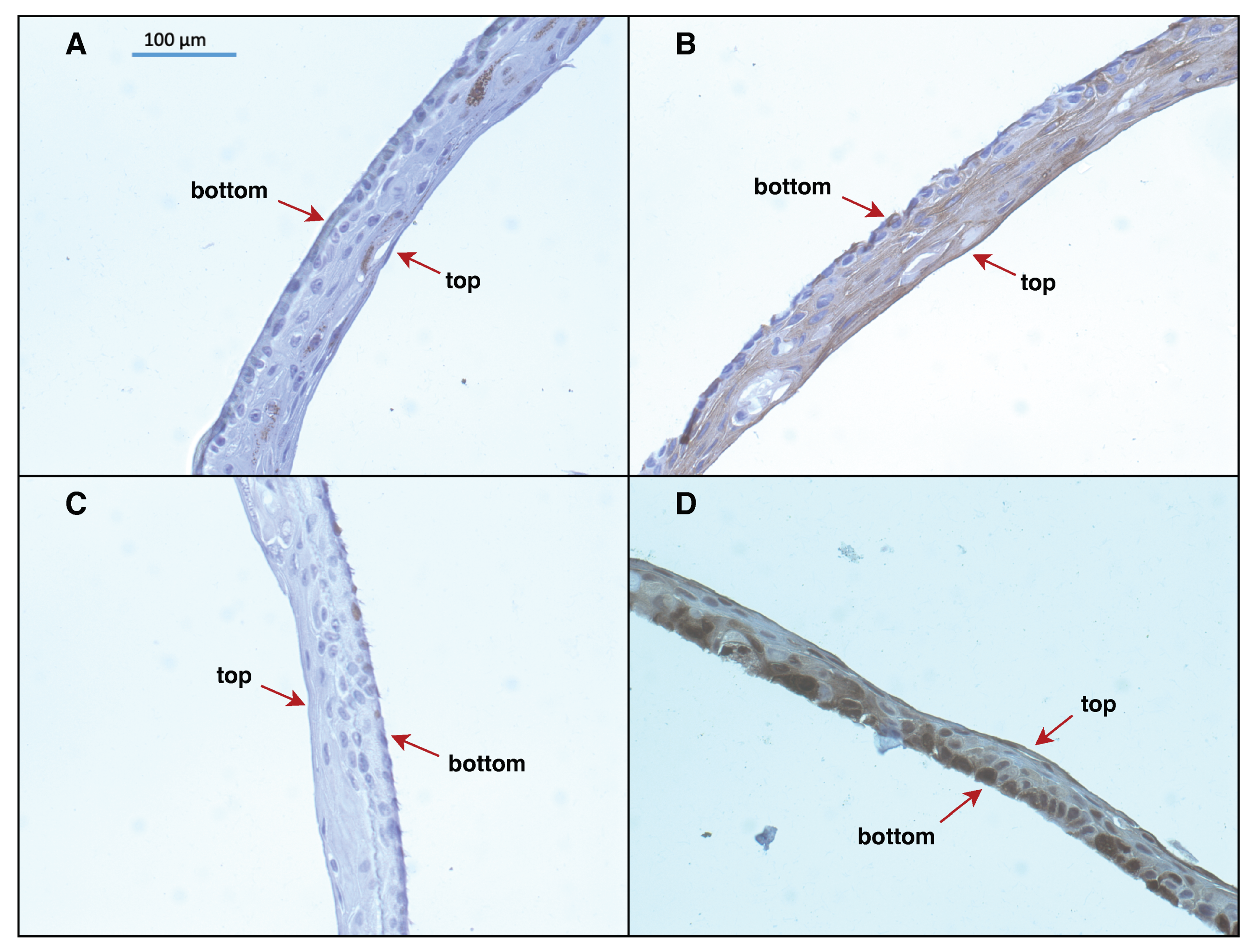 Diagnostics 14 01904 g001