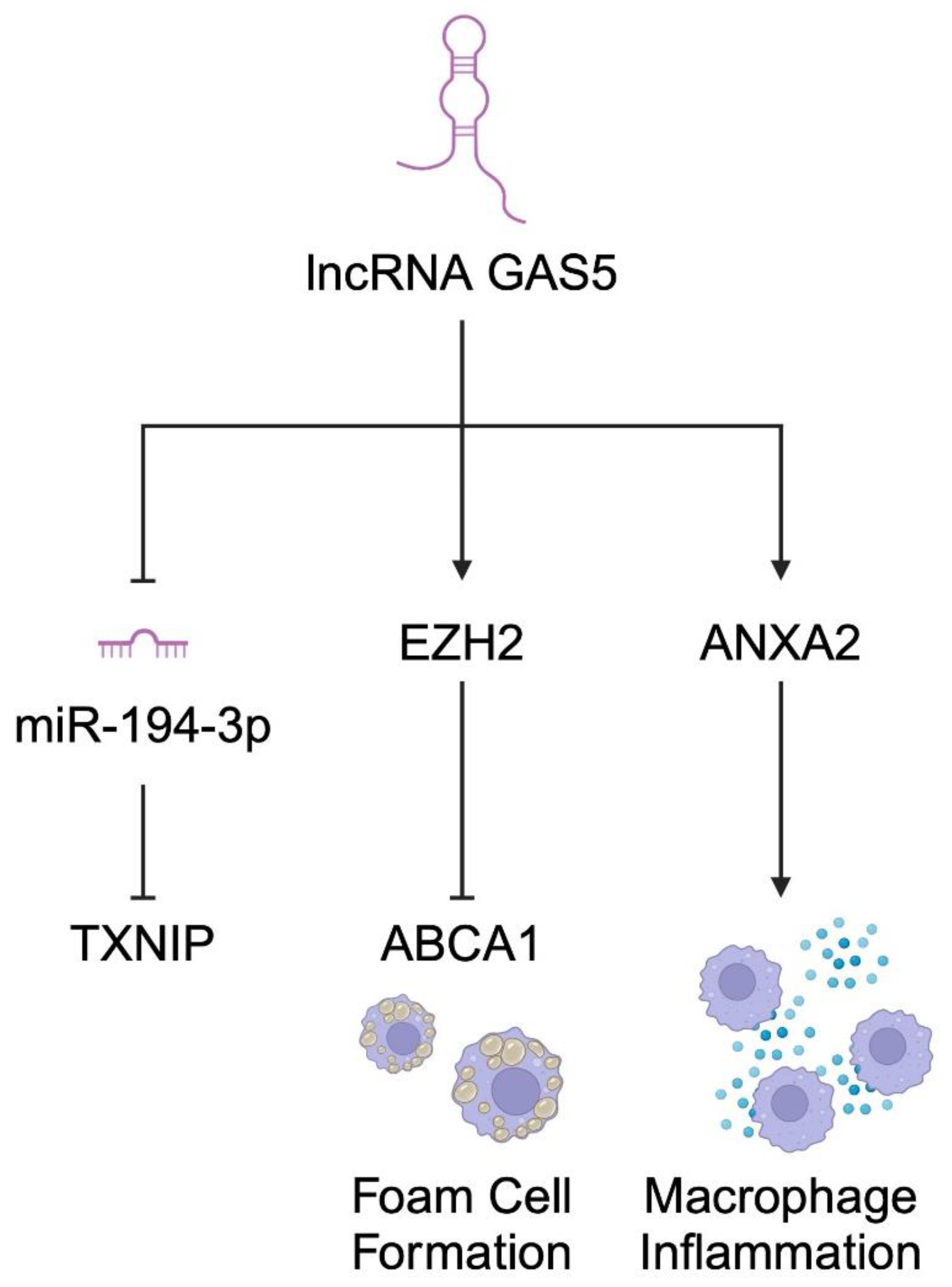Diagnostics 14 01981 g004