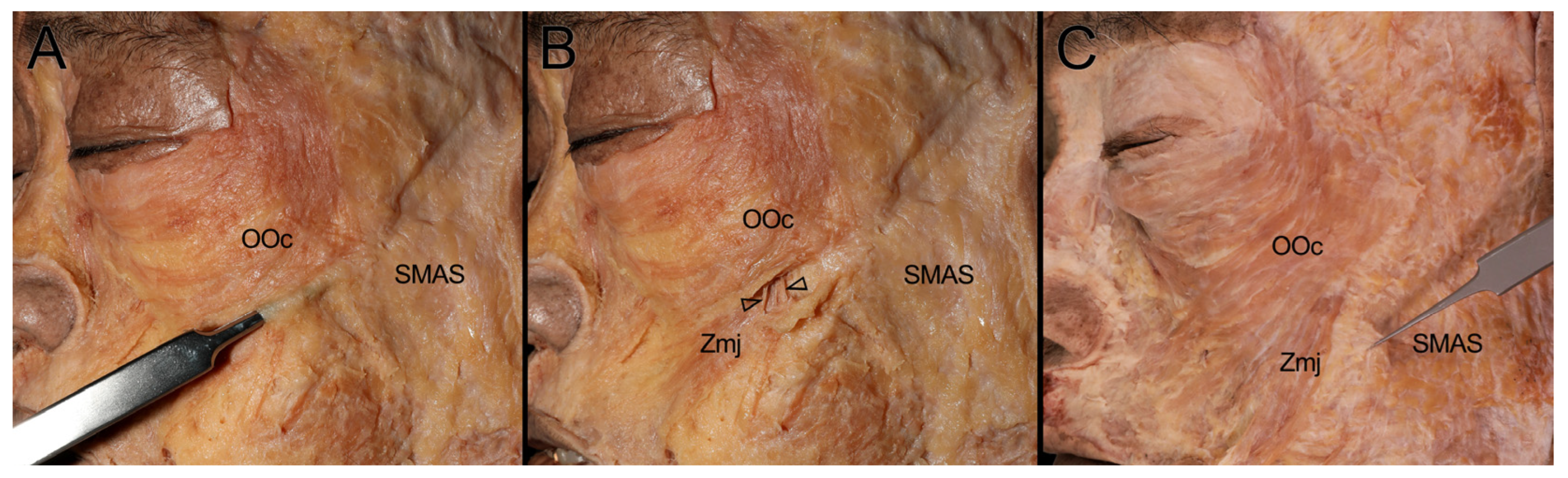 Diagnostics 14 02066 g001