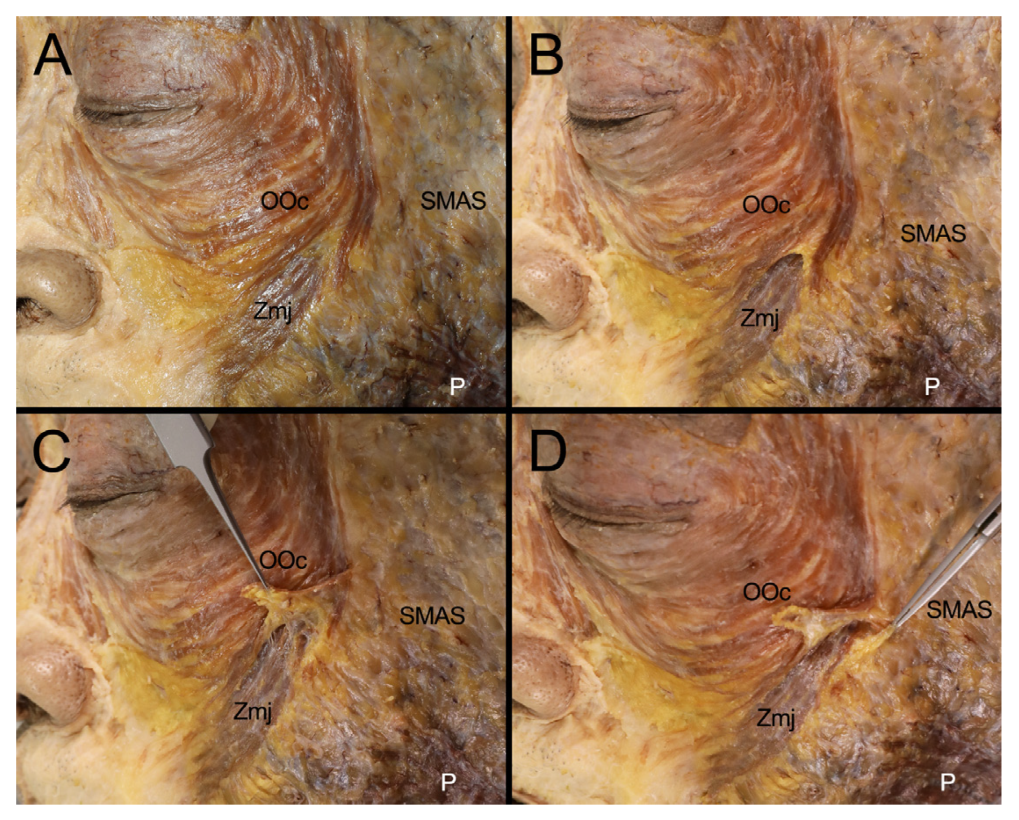 Diagnostics 14 02066 g002