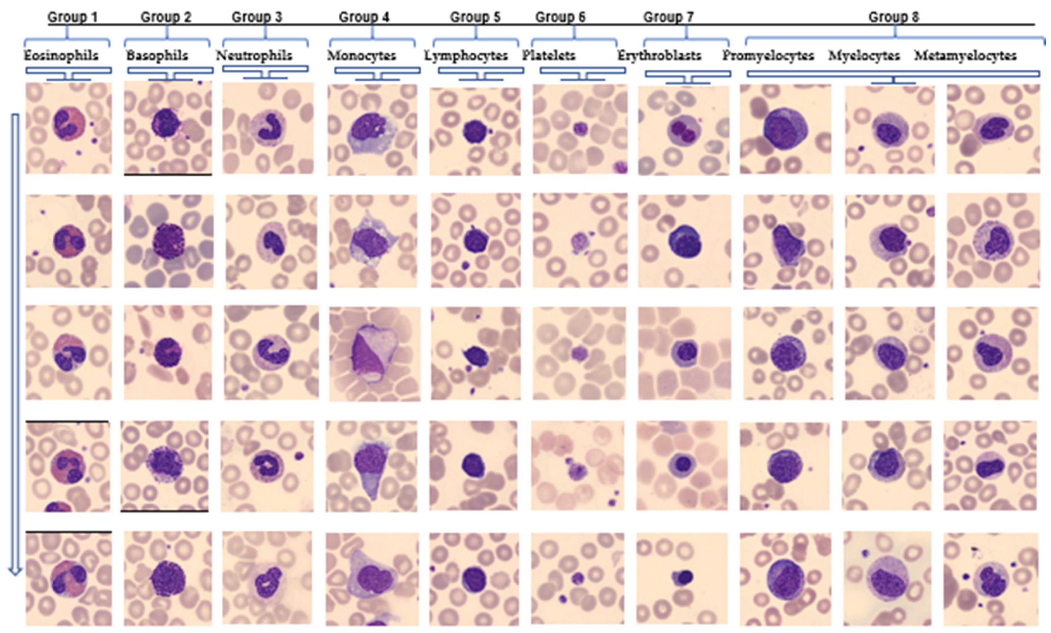 Diagnostics 14 02093 g001