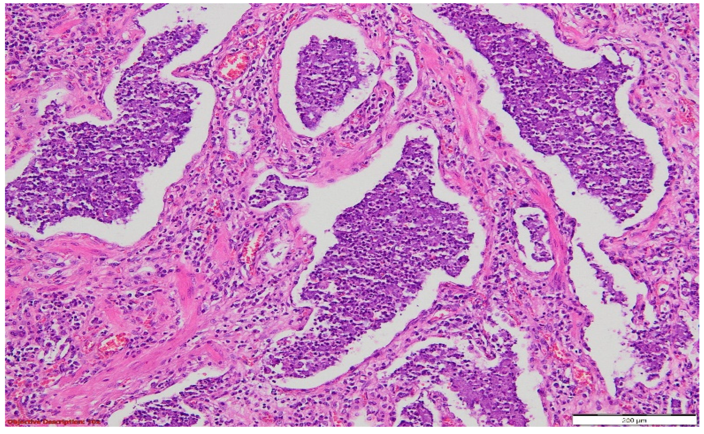 Diagnostics 14 02175 g008