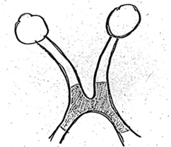 Diagnostics 14 02198 i002