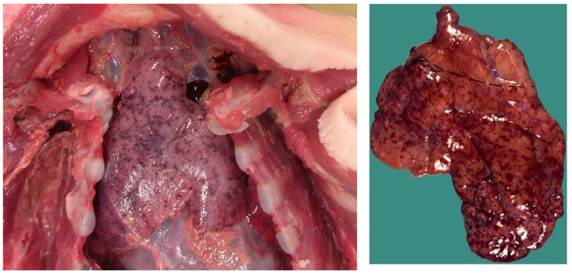 Diagnostics 14 02324 g011