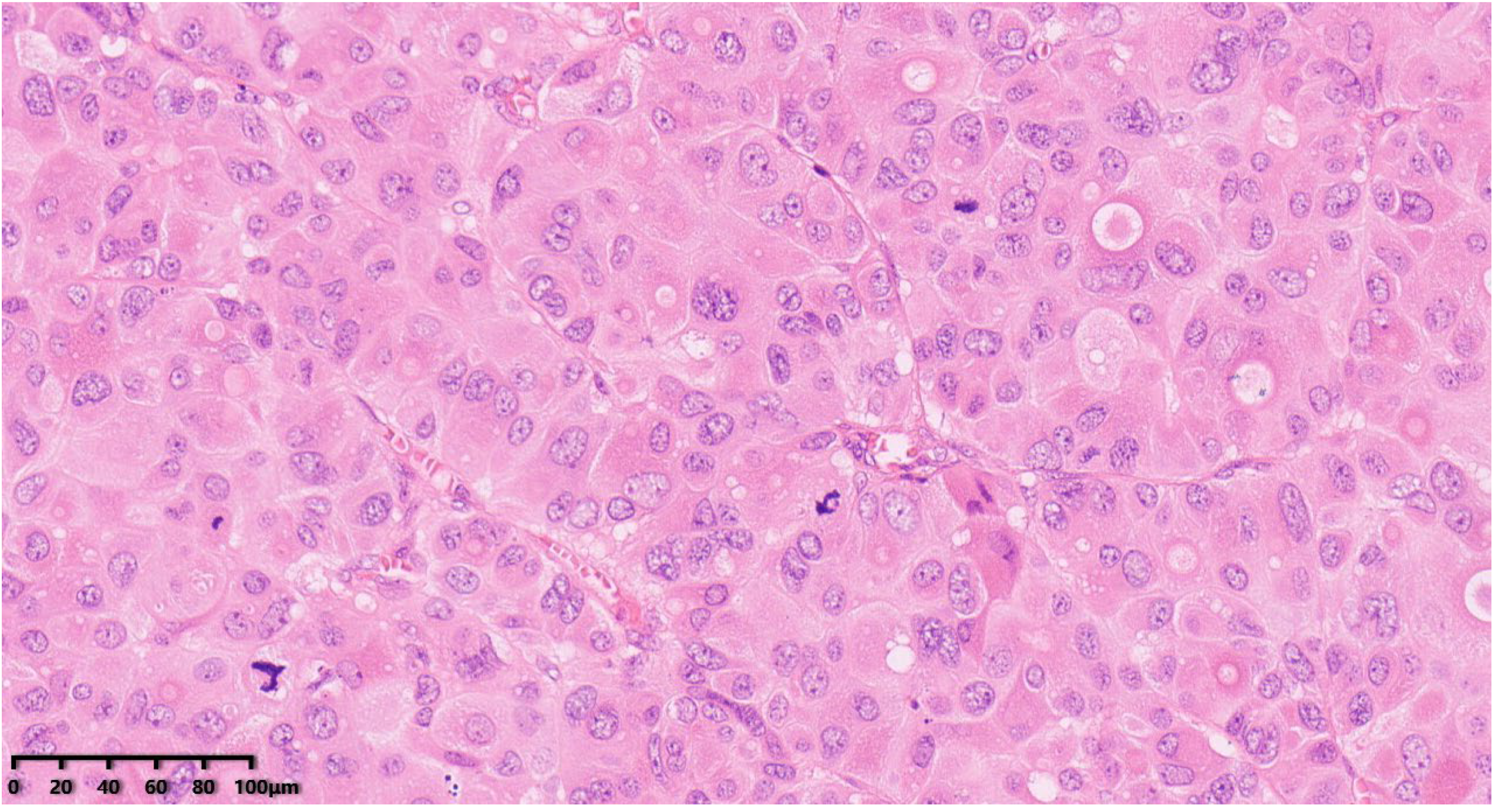 Diagnostics 14 02347 g004