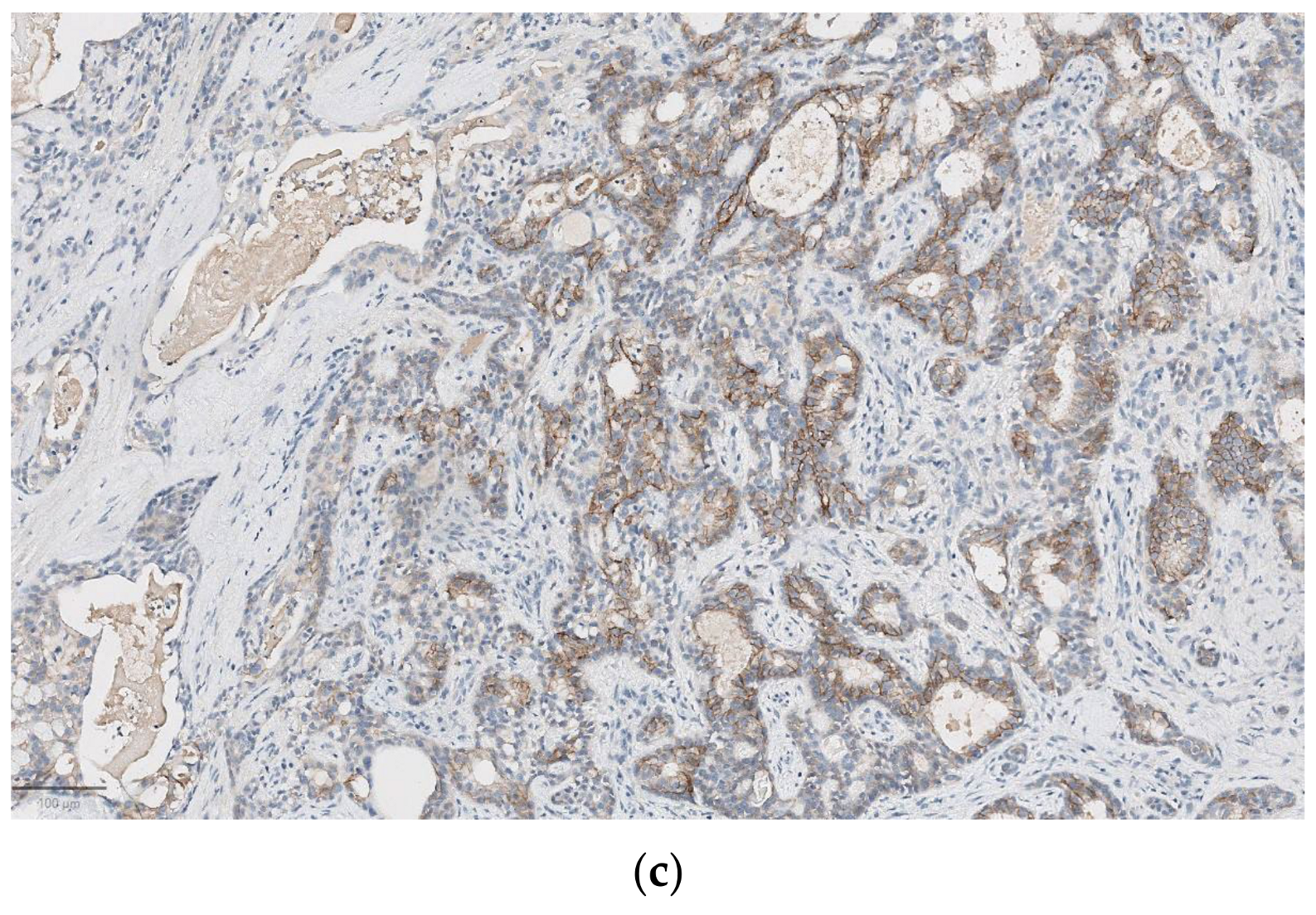 Diagnostics 14 02365 g002b