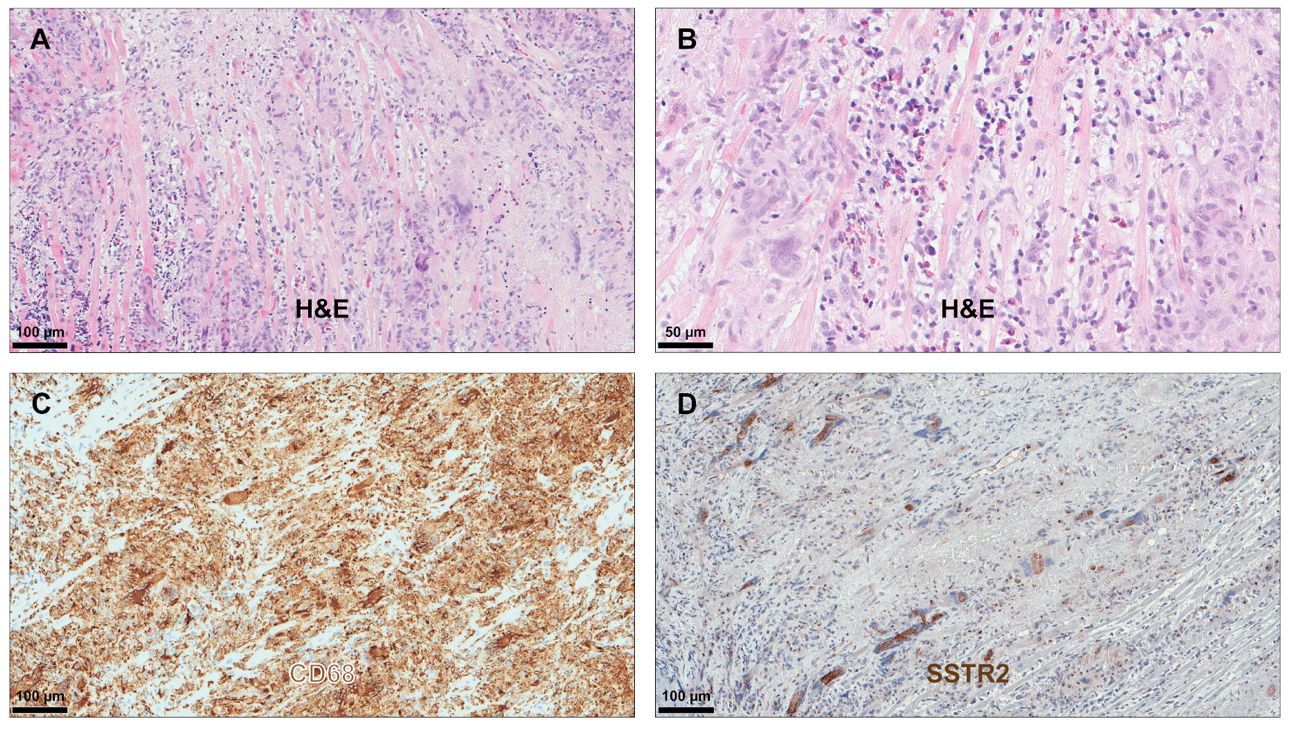 Diagnostics 14 02374 g002