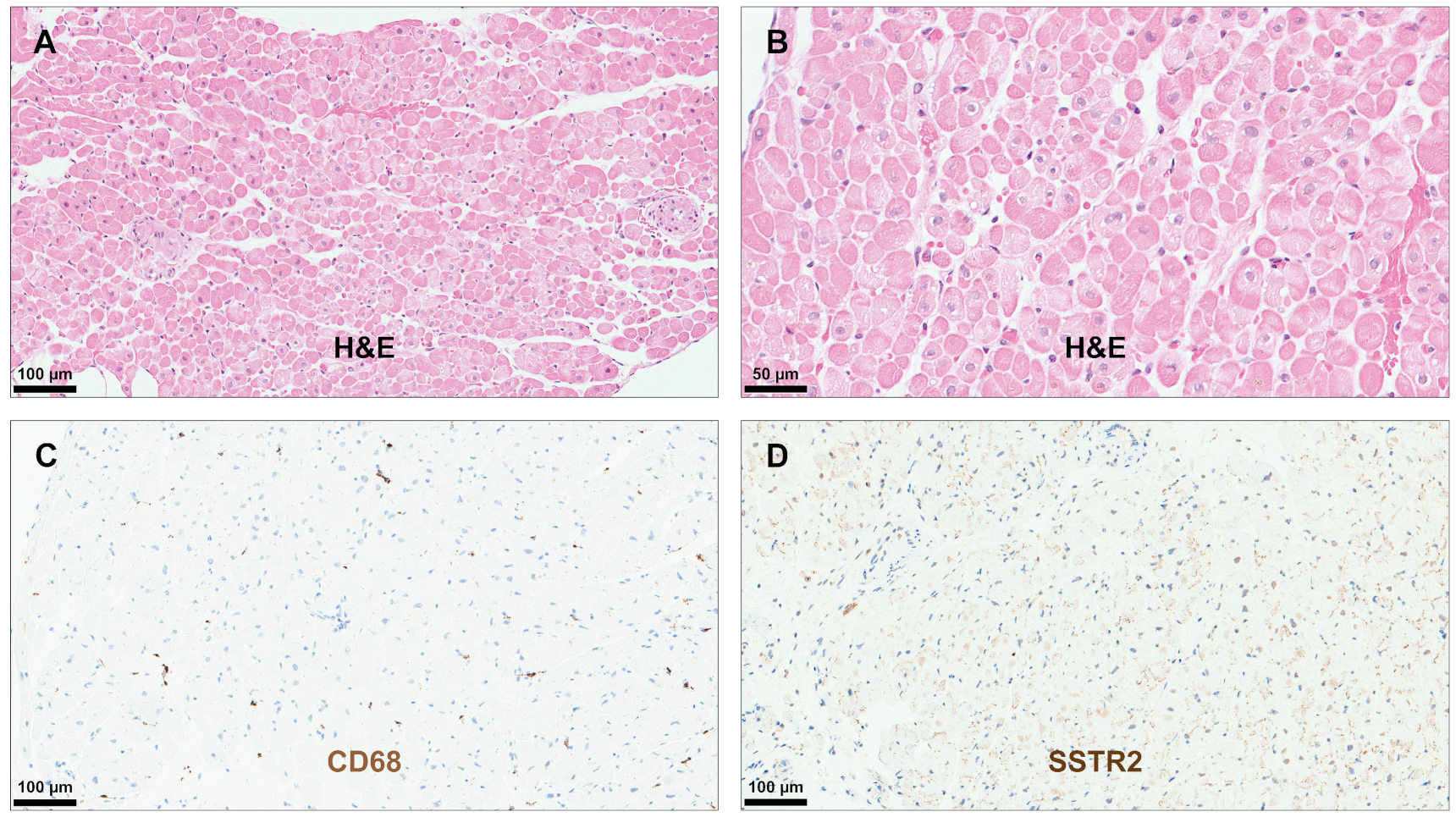 Diagnostics 14 02374 g005