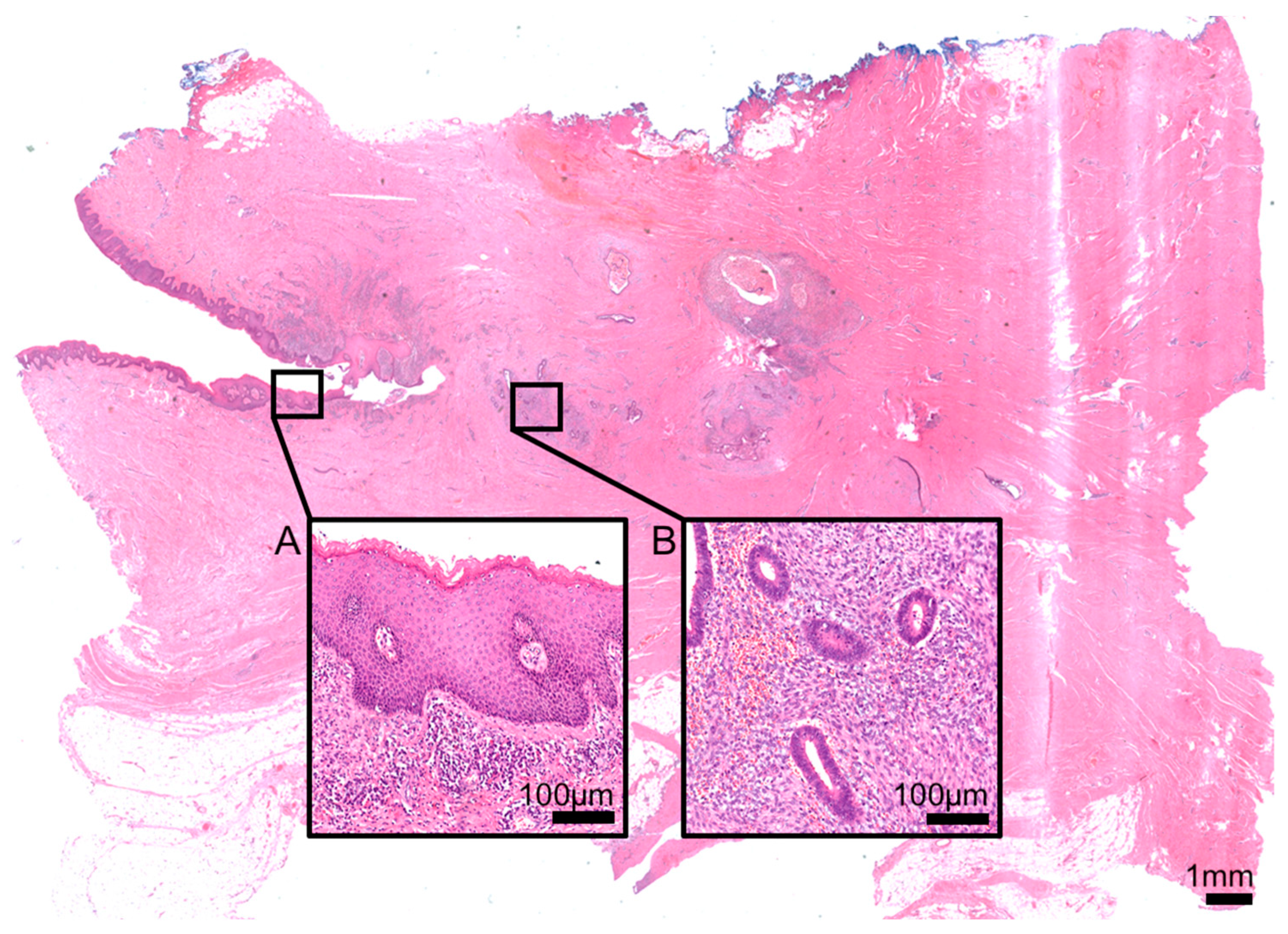 Diagnostics 14 02403 g002