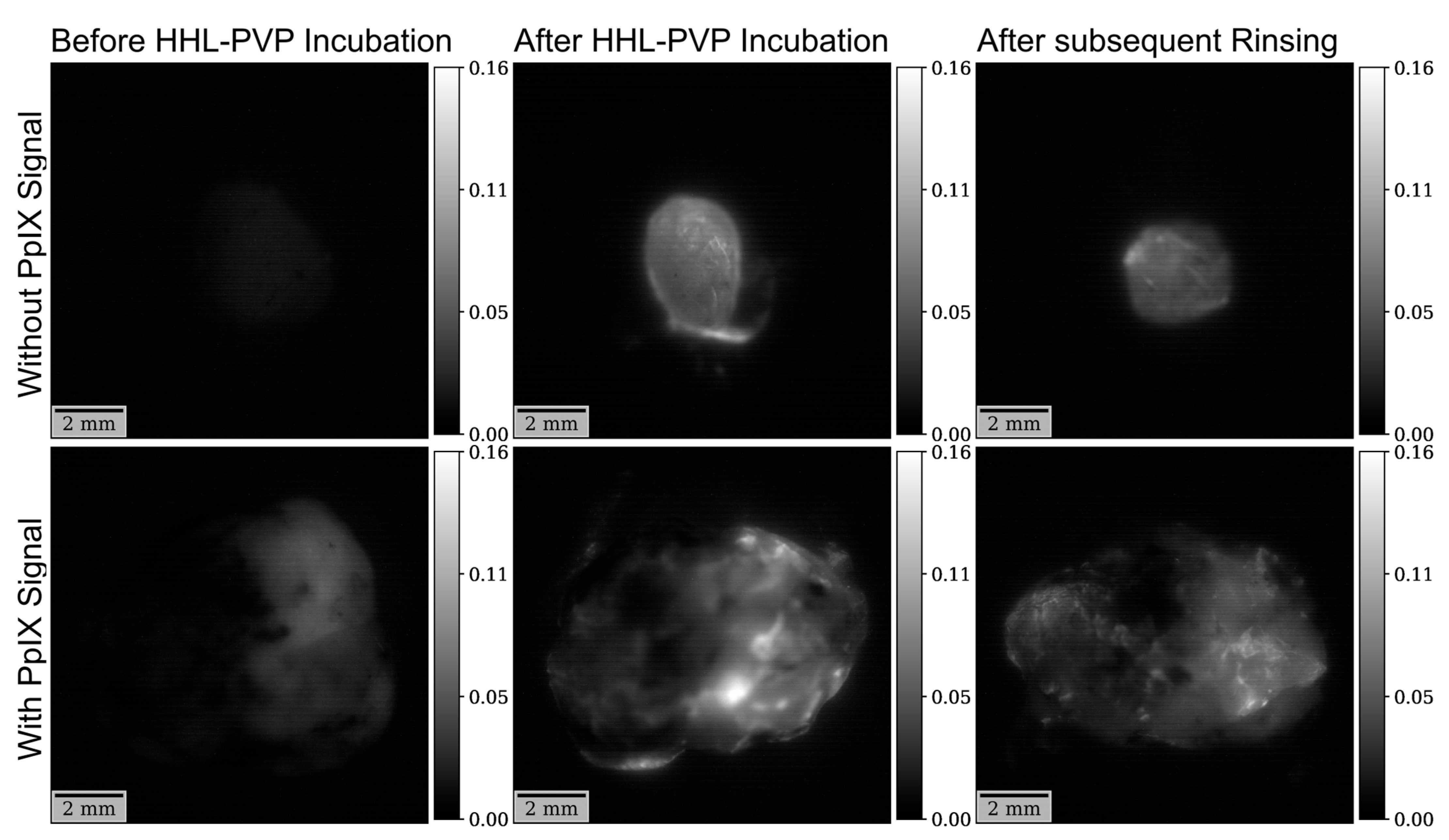 Diagnostics 14 02423 g007