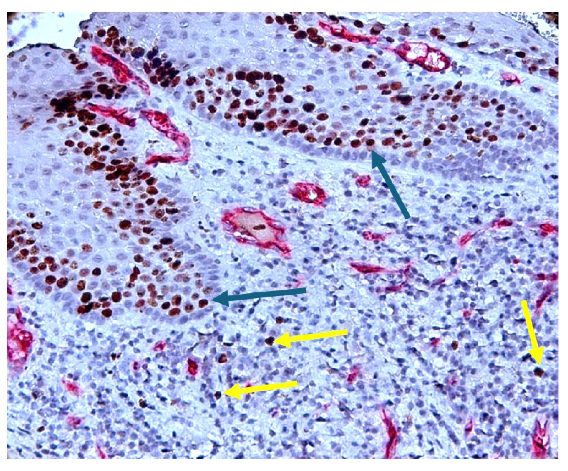 Diagnostics 14 02446 g004