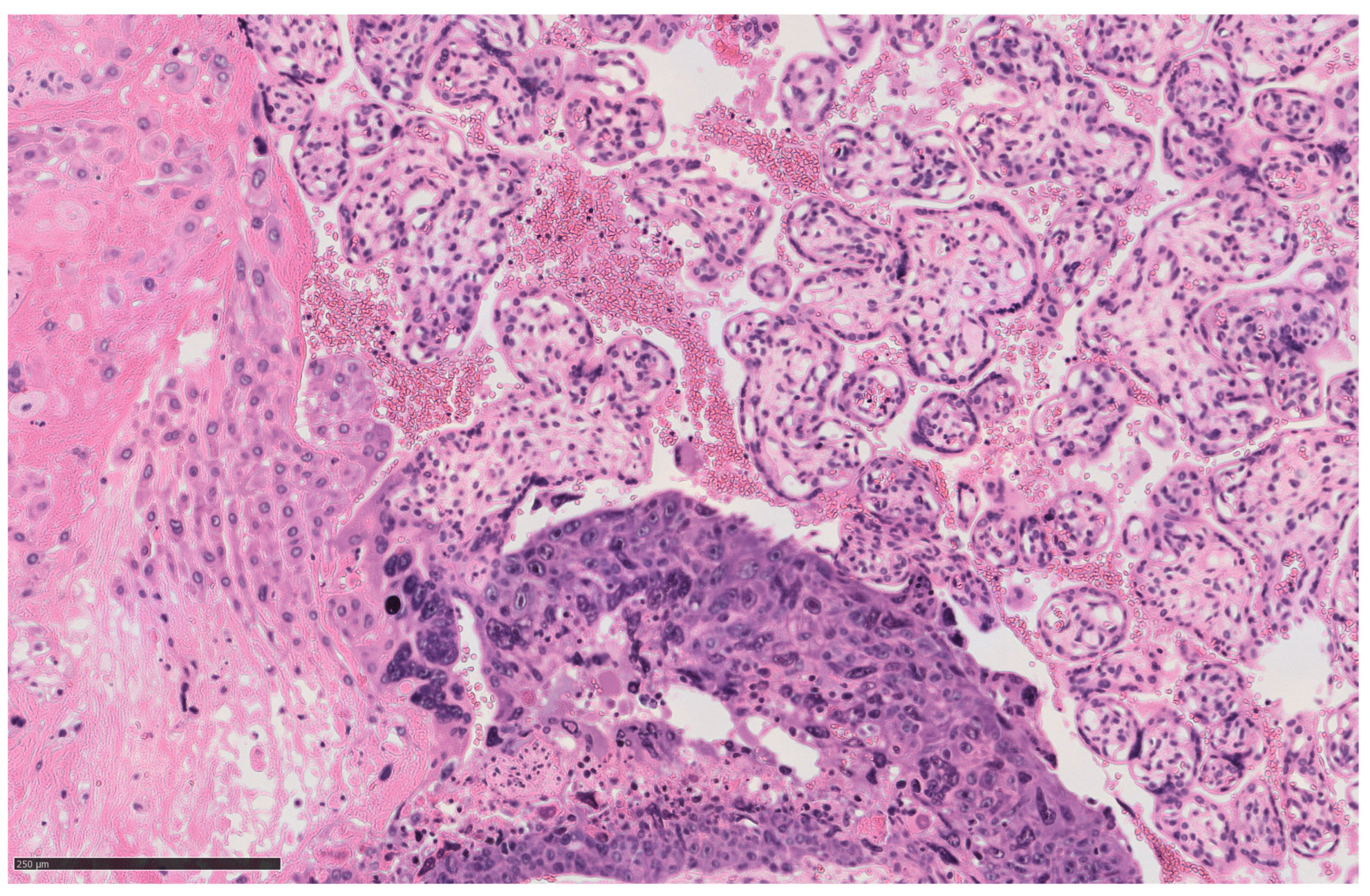 Diagnostics 14 02454 g002