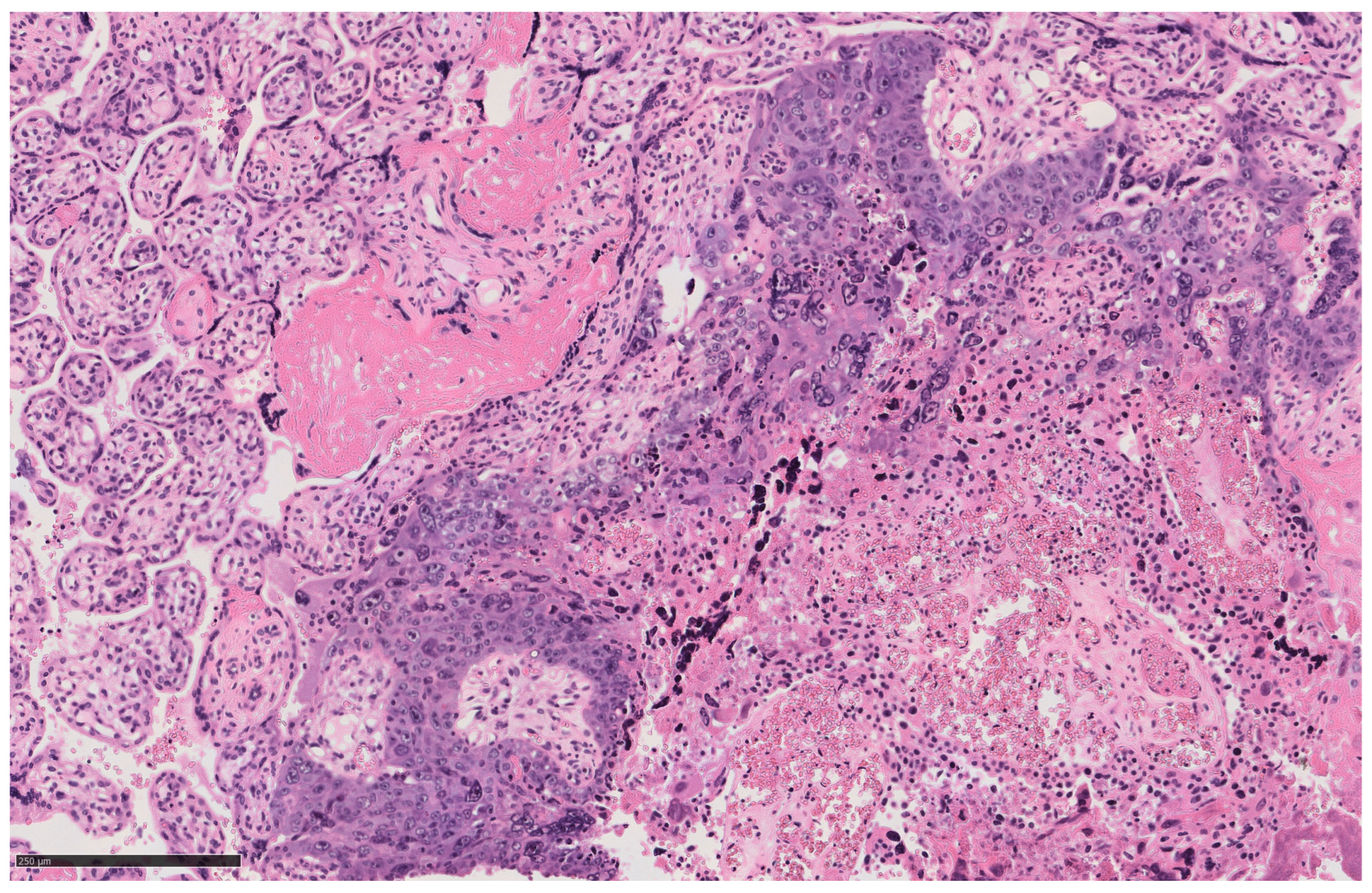 Diagnostics 14 02454 g003