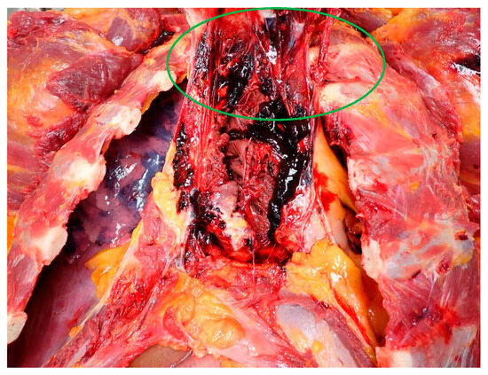 Diagnostics 14 02472 g001