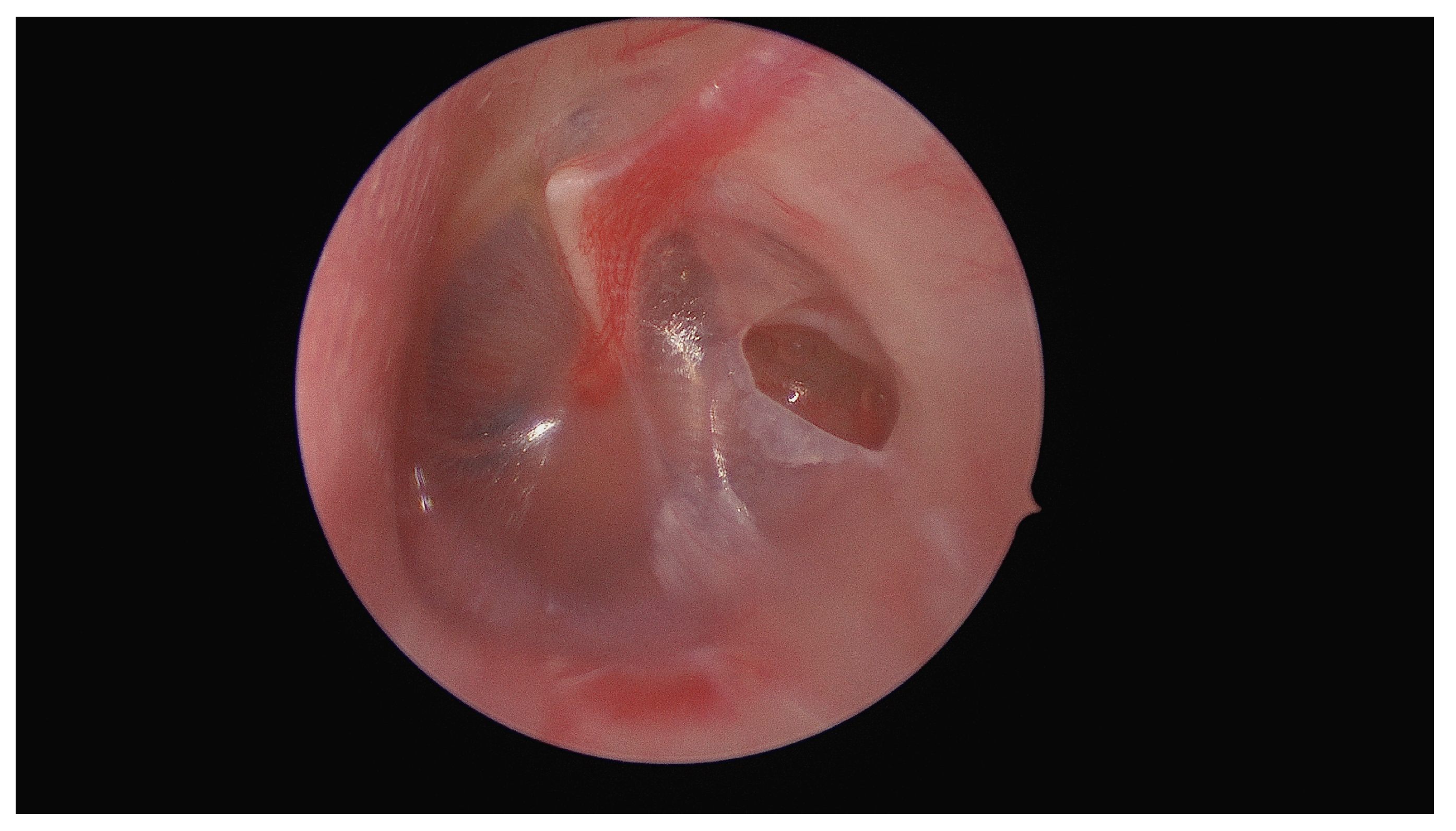 Diagnostics 14 02530 g001