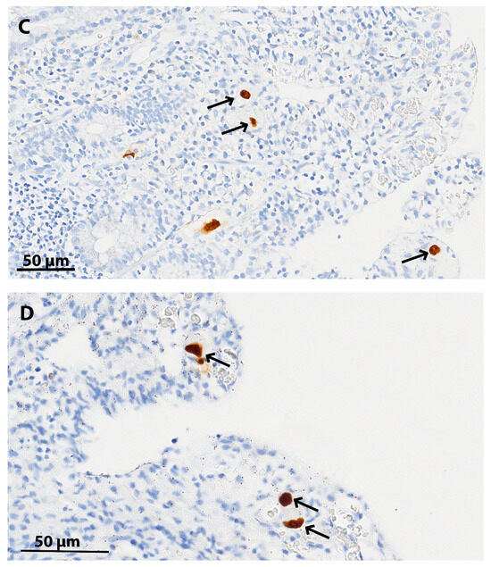 Diagnostics 14 02633 g001b